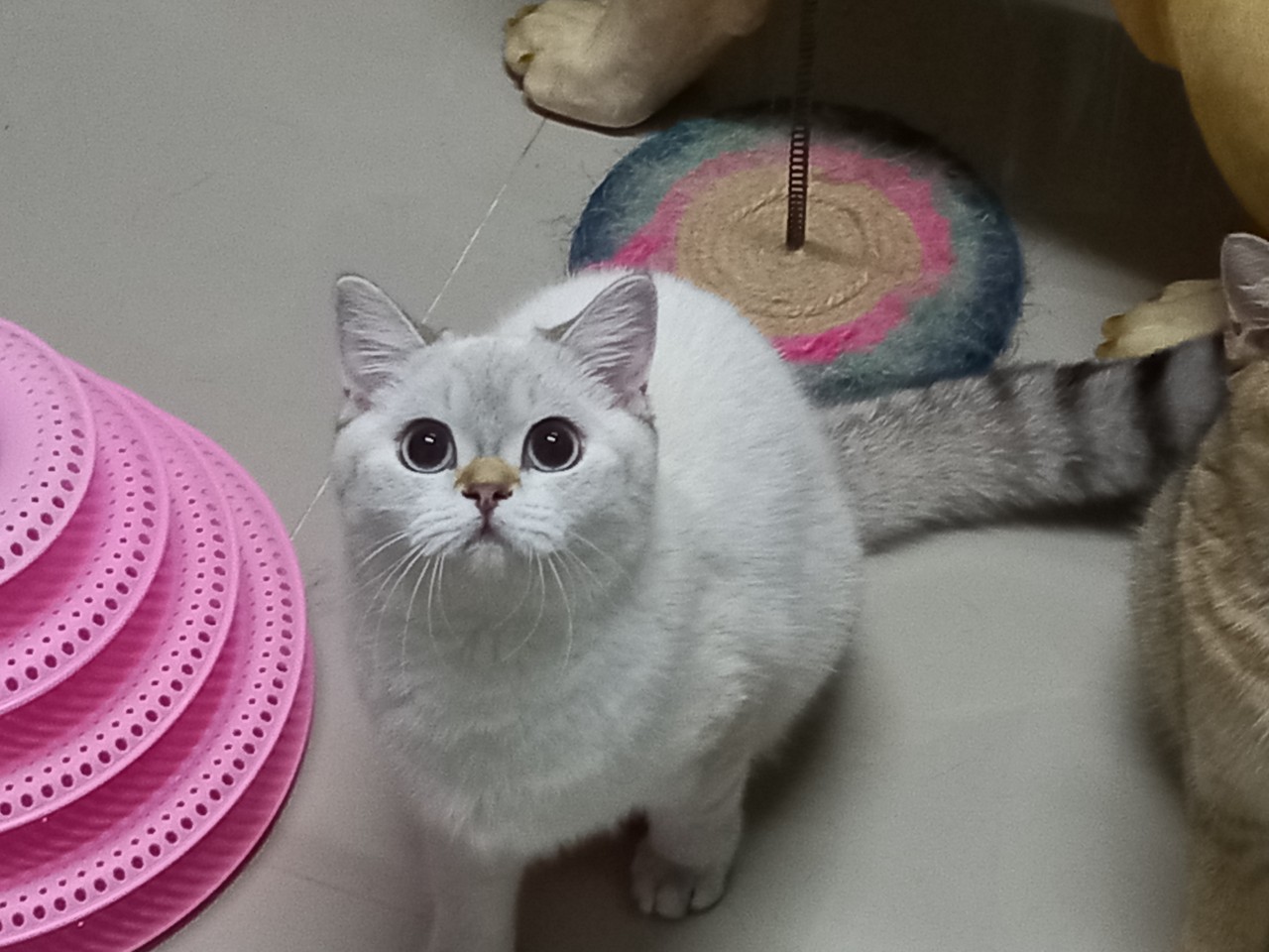 Diamond Francesca of Kham Khun