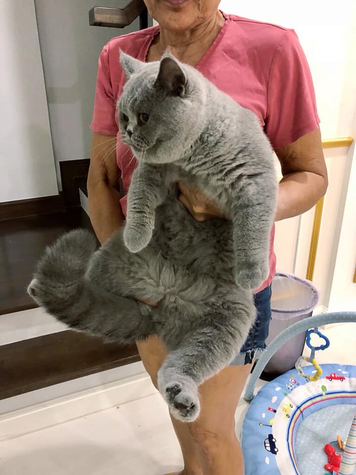 Kingkong Love Sumo