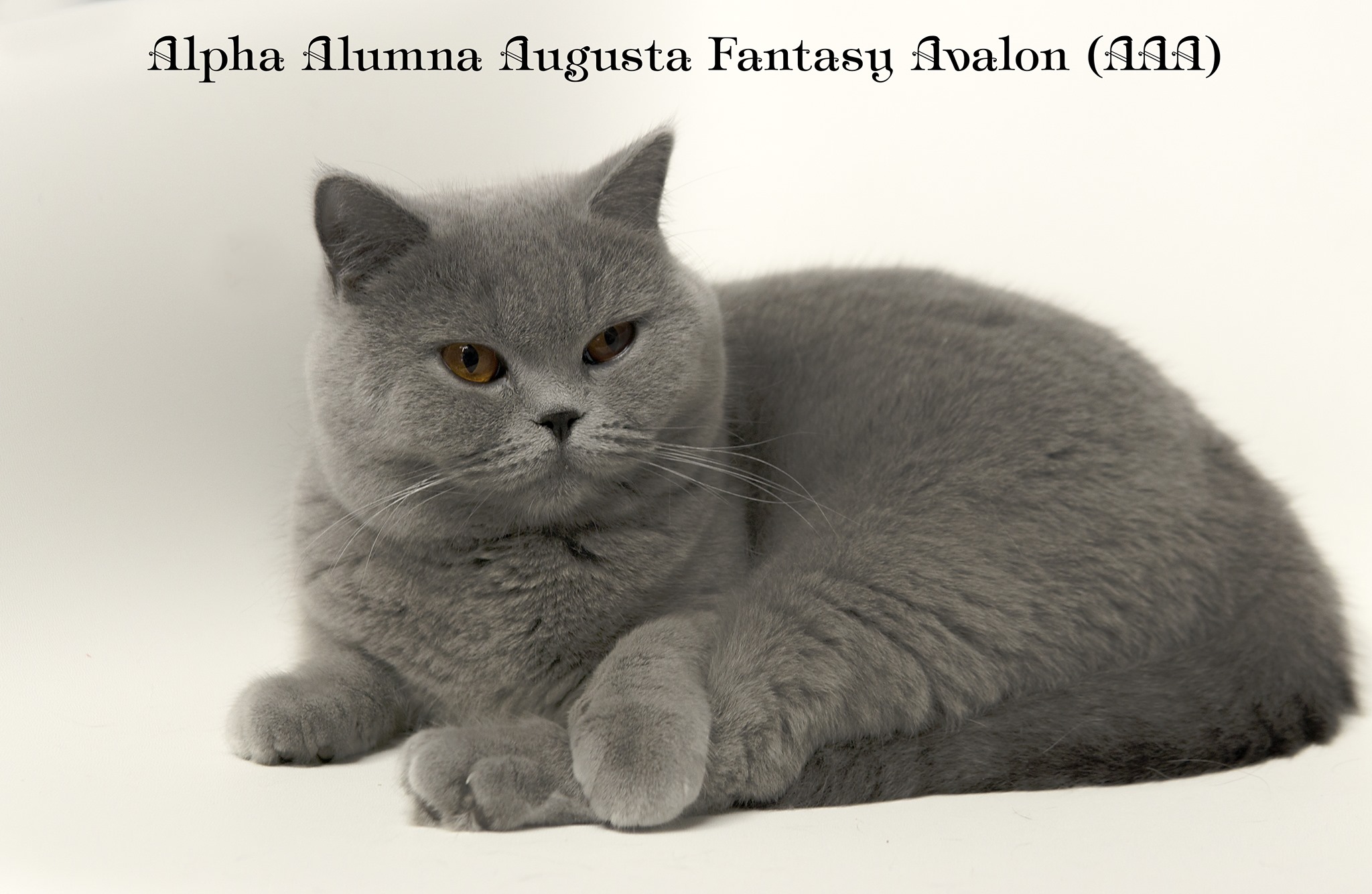 Alpha Alumna Augusta Fantasy Avalon