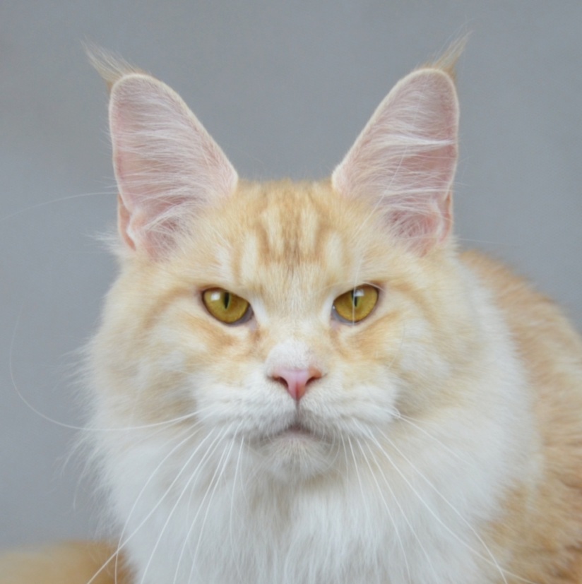 CH. Laska KAZAKOFF RU