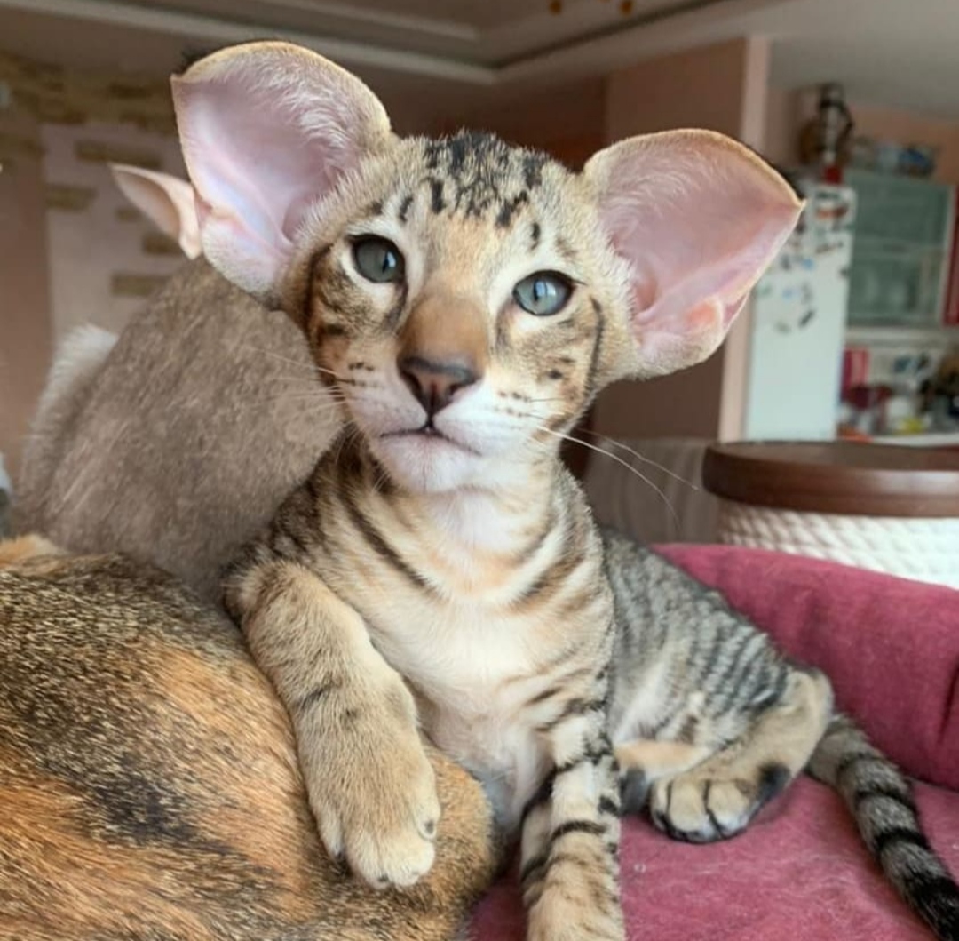 JCH. O*Kay Shirley May Endless Love