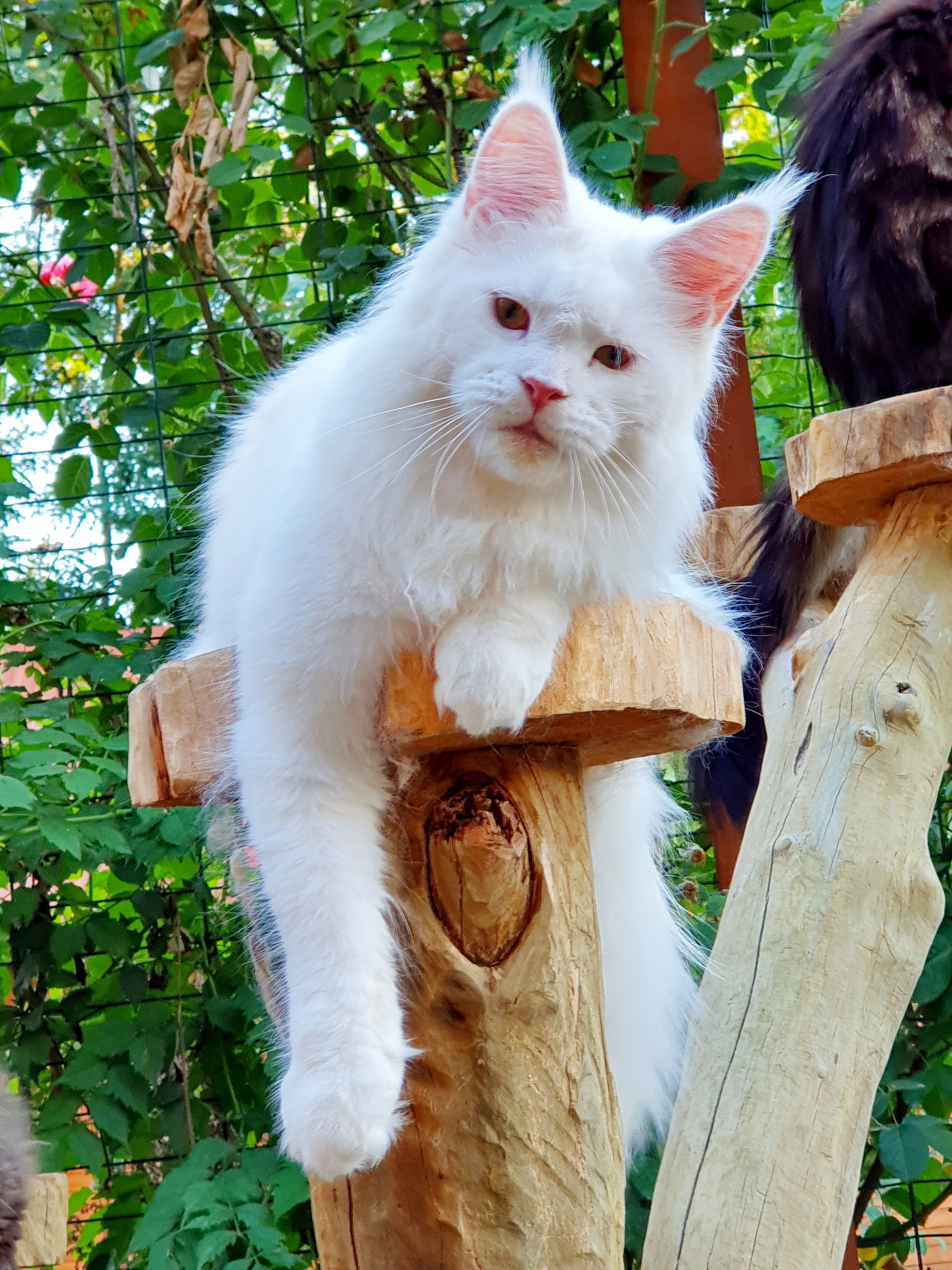 Bastet White Bear Royal