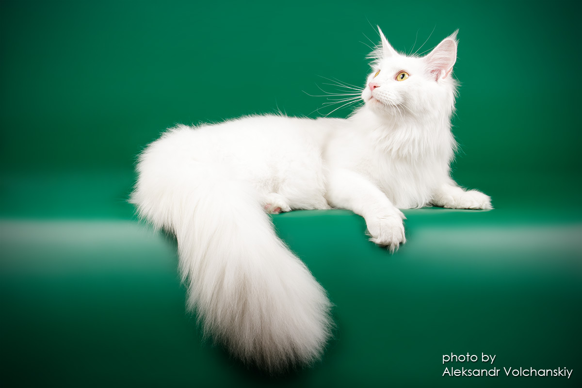 IPR. Warm Place Majesty