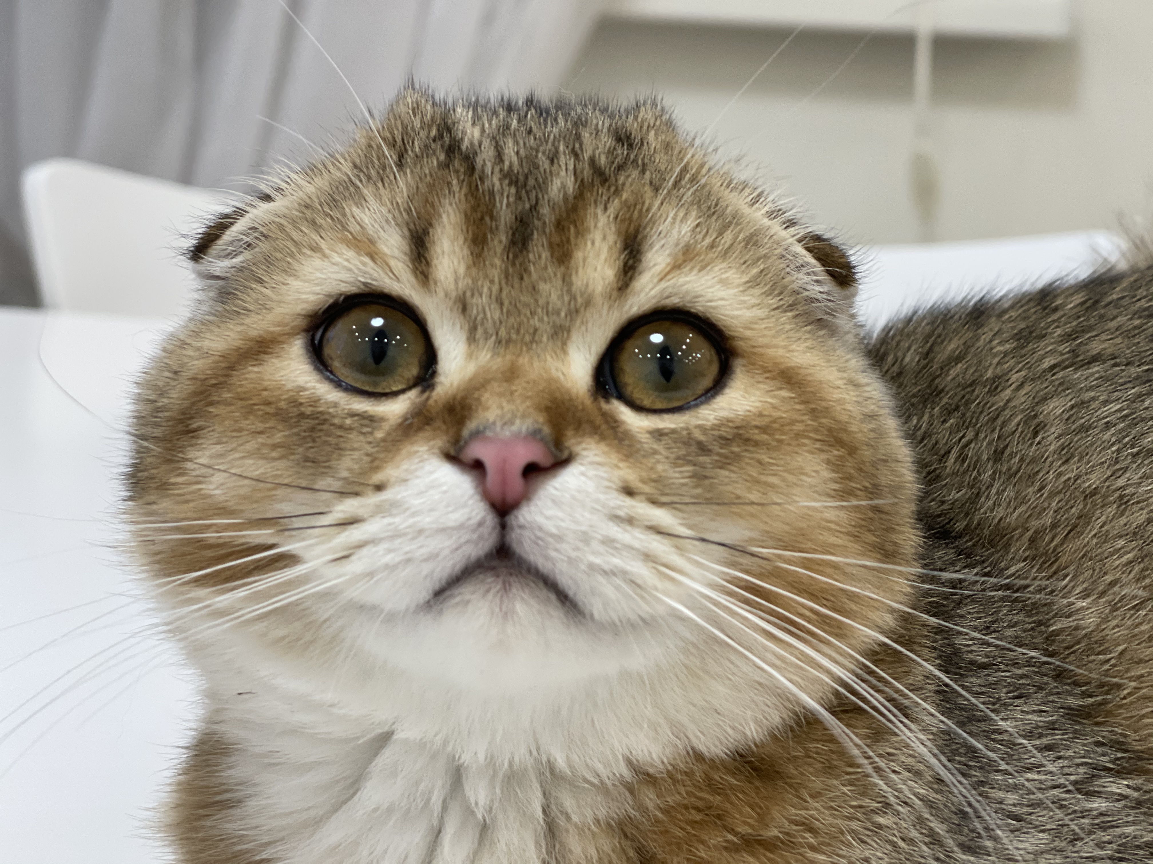 Chocolate Cake Sunforest Melody