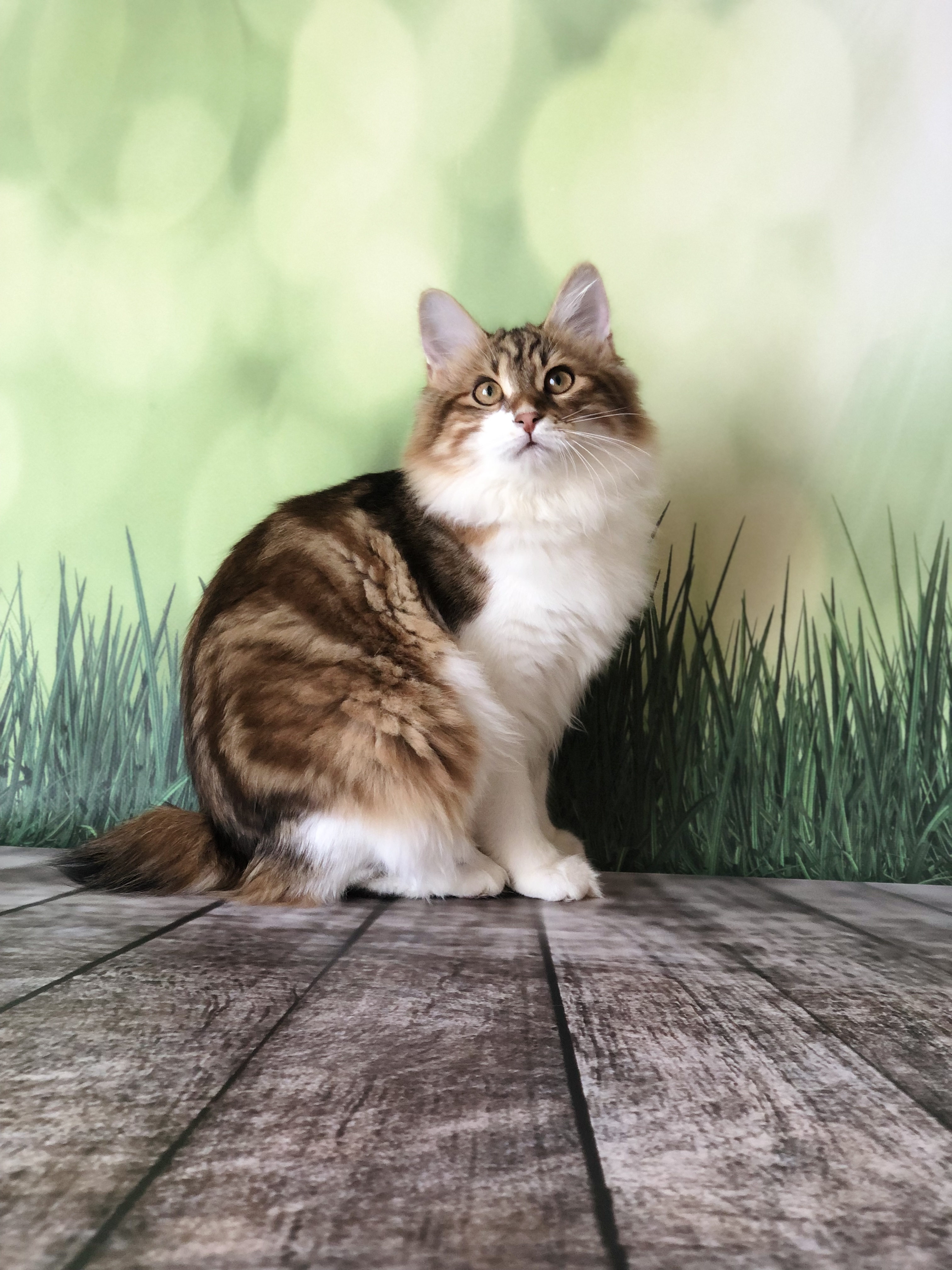 Nefertiti Terra Kurilia