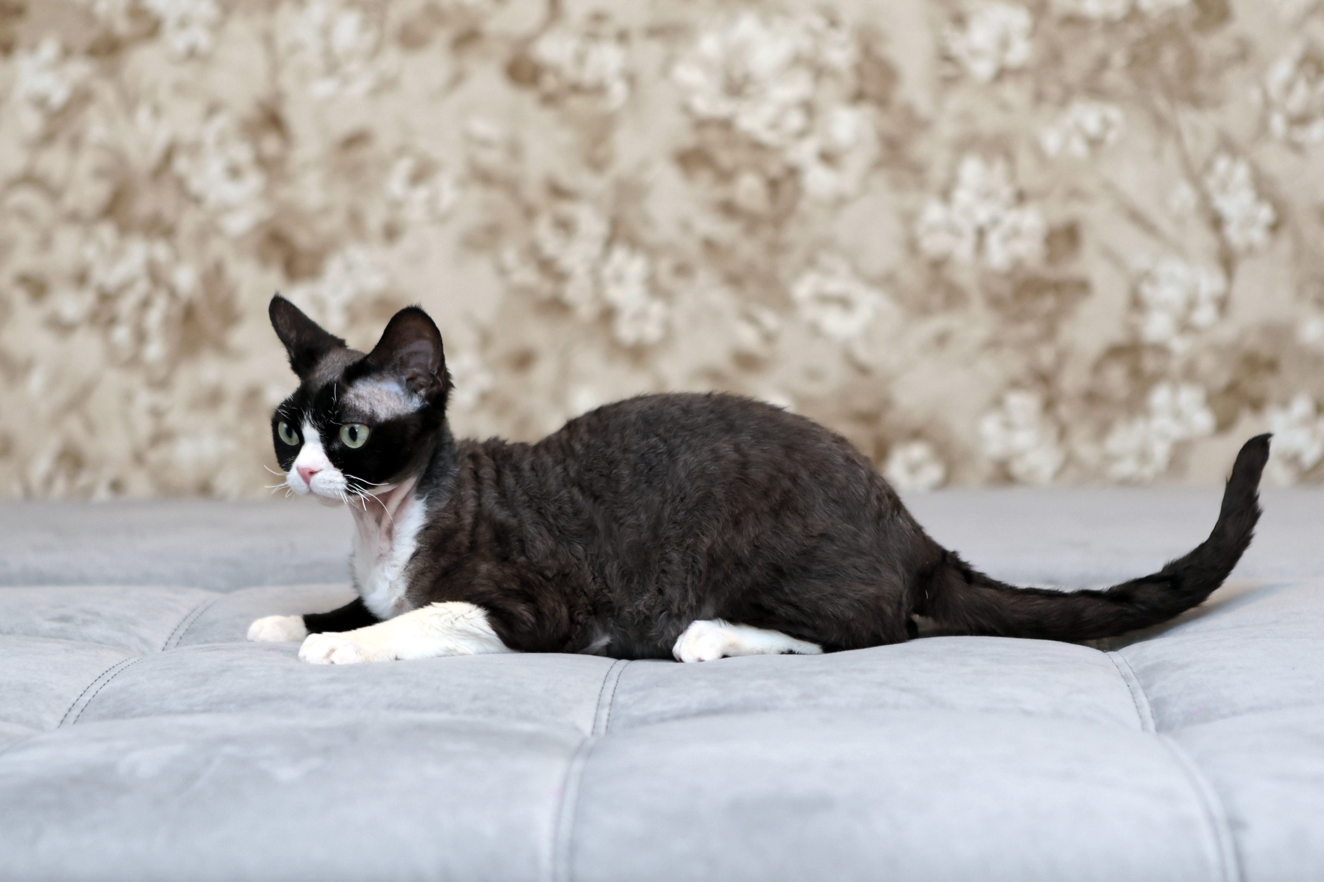 Cake Great Elf Emijora