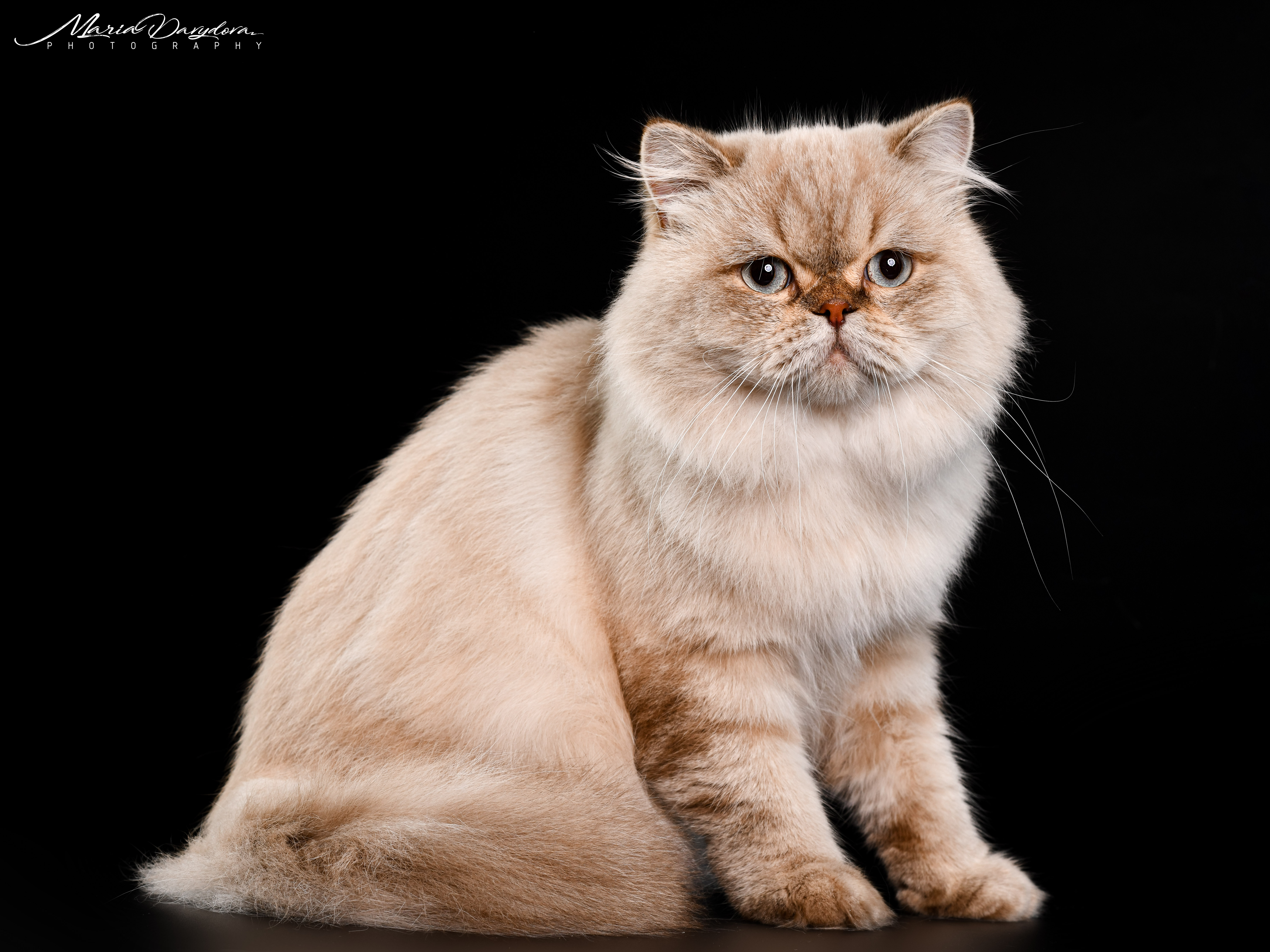 ECH. Rumfold Prince Oduvan Scottish Blue