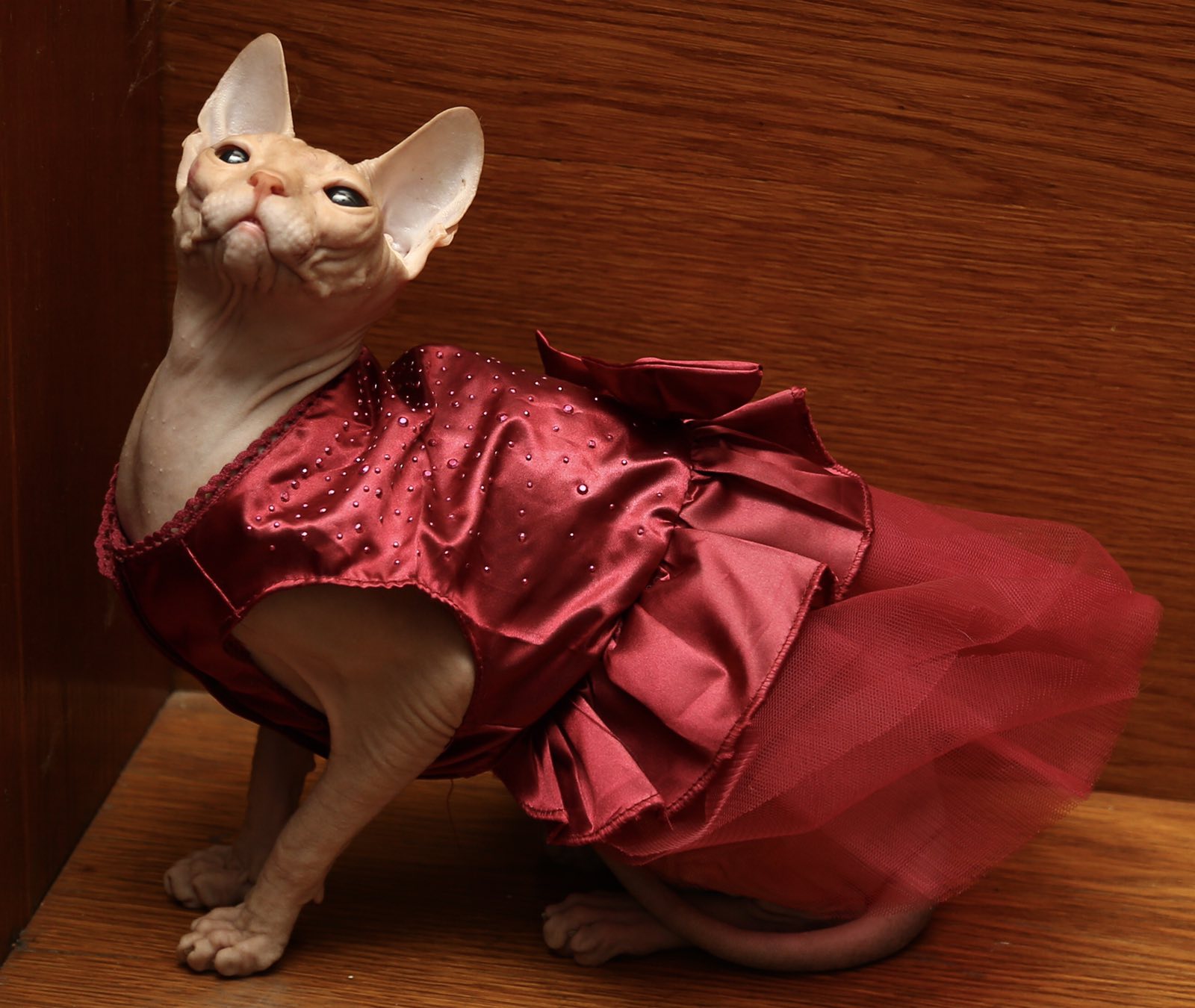 CH. HELGA Honey Alien