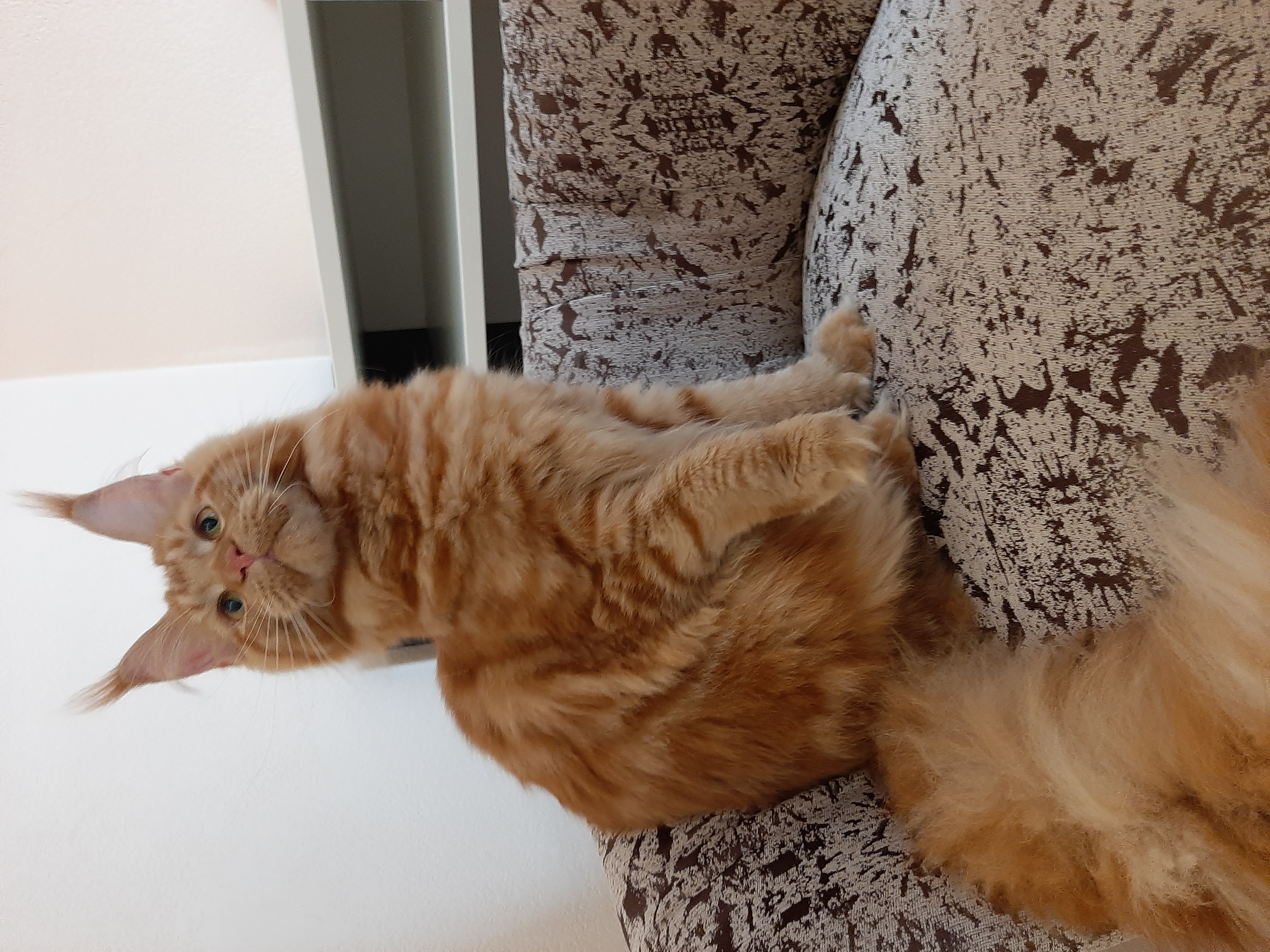 JCH. UA*Winner's Home Tifany