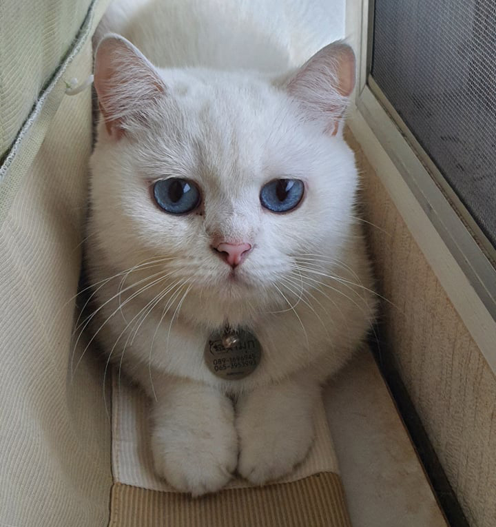 Cloudia BMA Breeding Stock