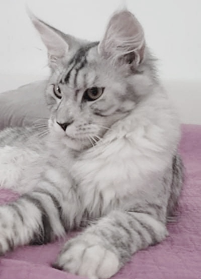 CH. Misterious Pride Xandria Alex