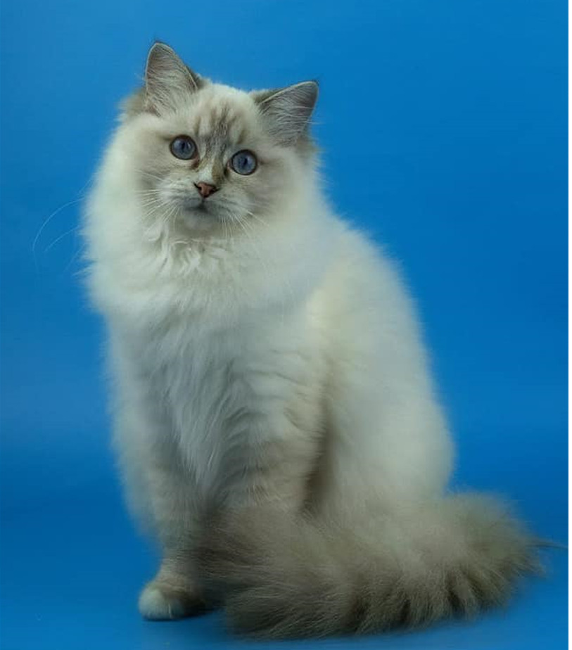 WCH. Saxon Pride Amba of Monfort