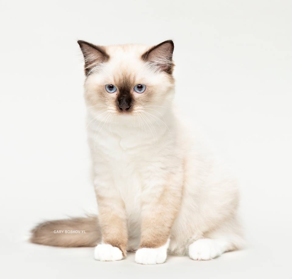 WCH. Saxon Pride Coca-Cola of Monfort