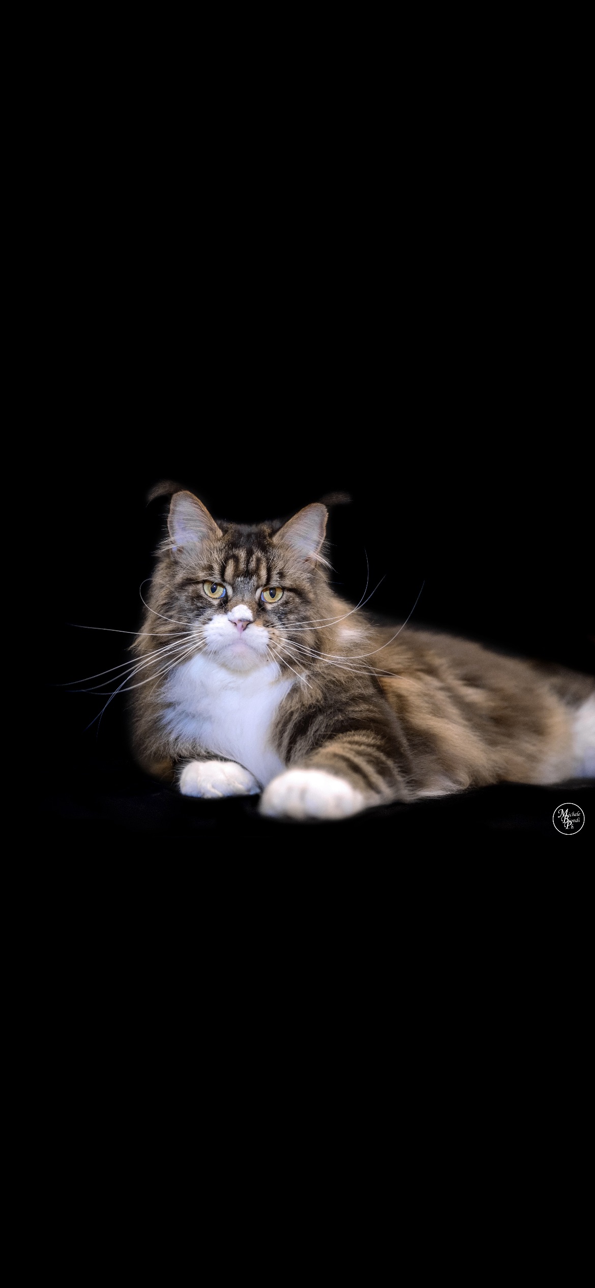 Victorycoon’s Comanche Of Del Briciola