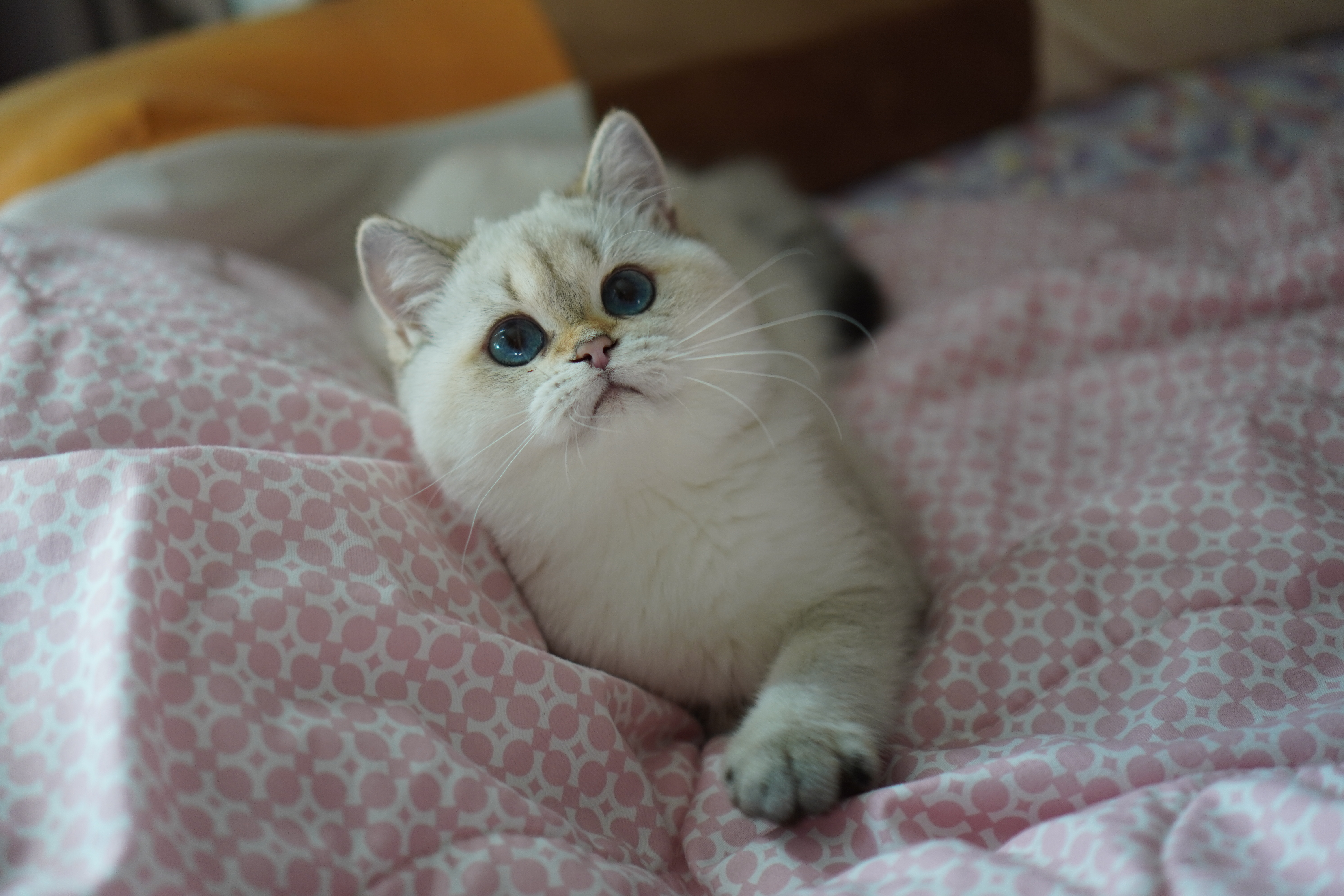 Kayla Point Golden Breeze