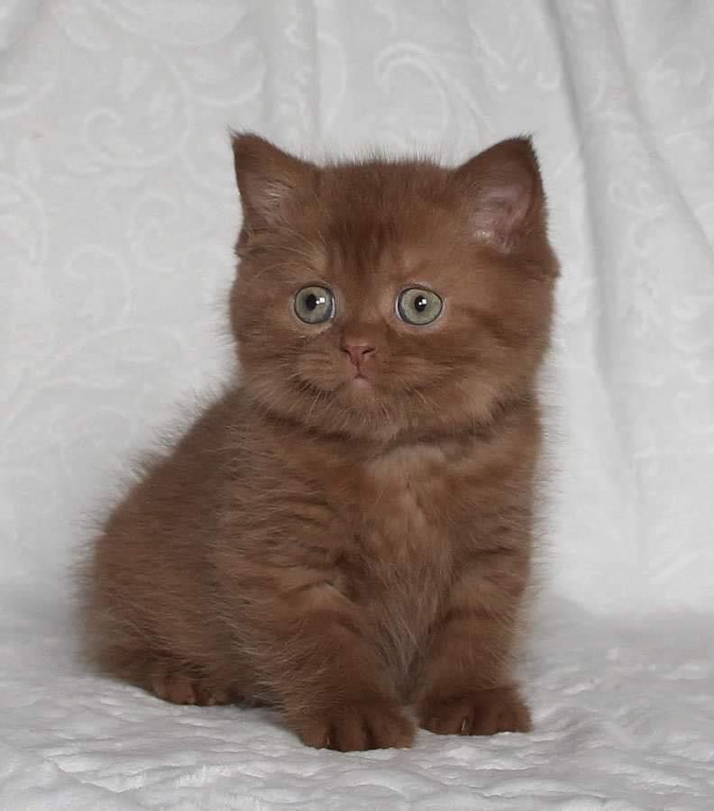 Iron Meaw of Art-Brit