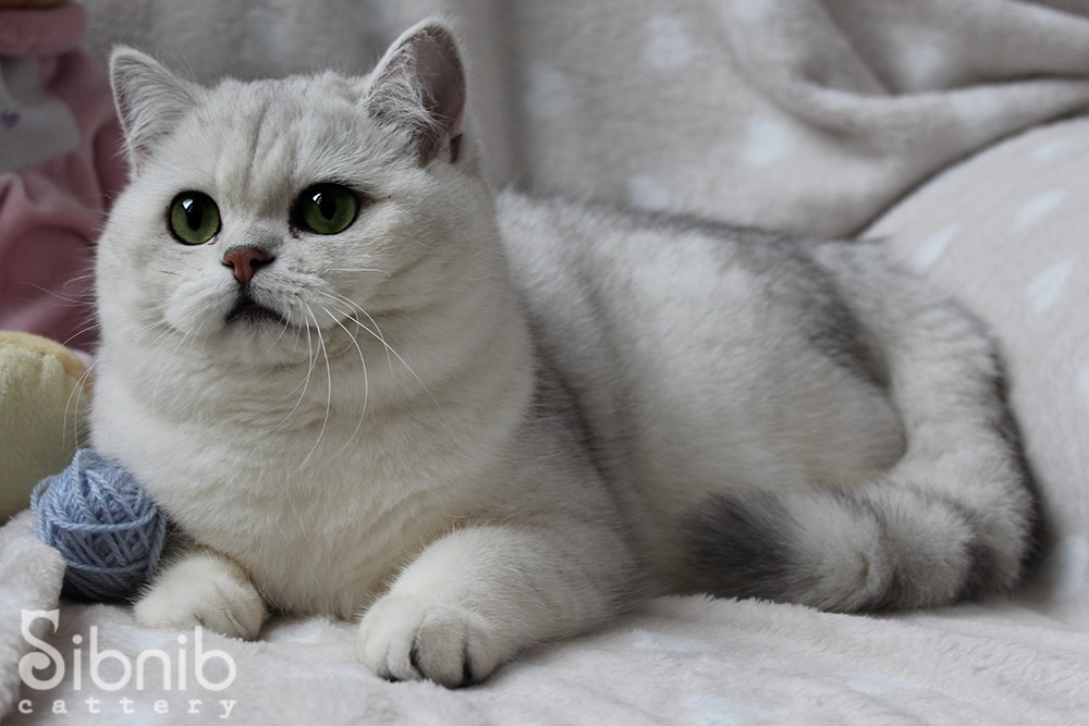 CH. Falbala Merlin&Kate