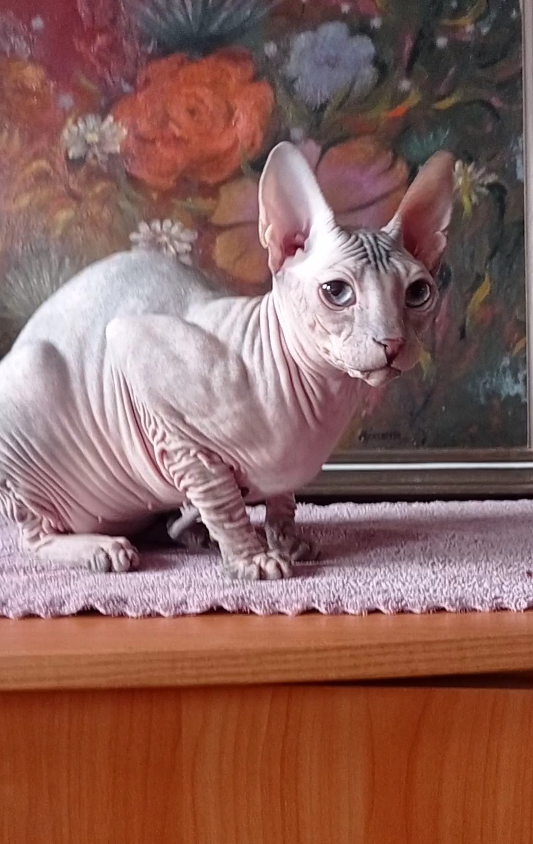 JCH. LADA Honey Alien