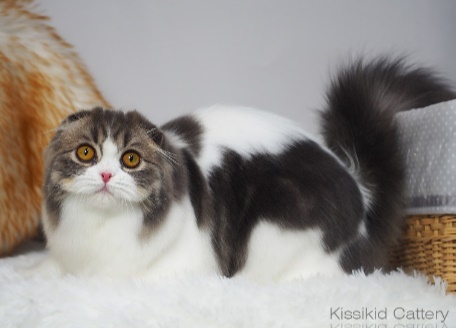 Kissikid's Zami