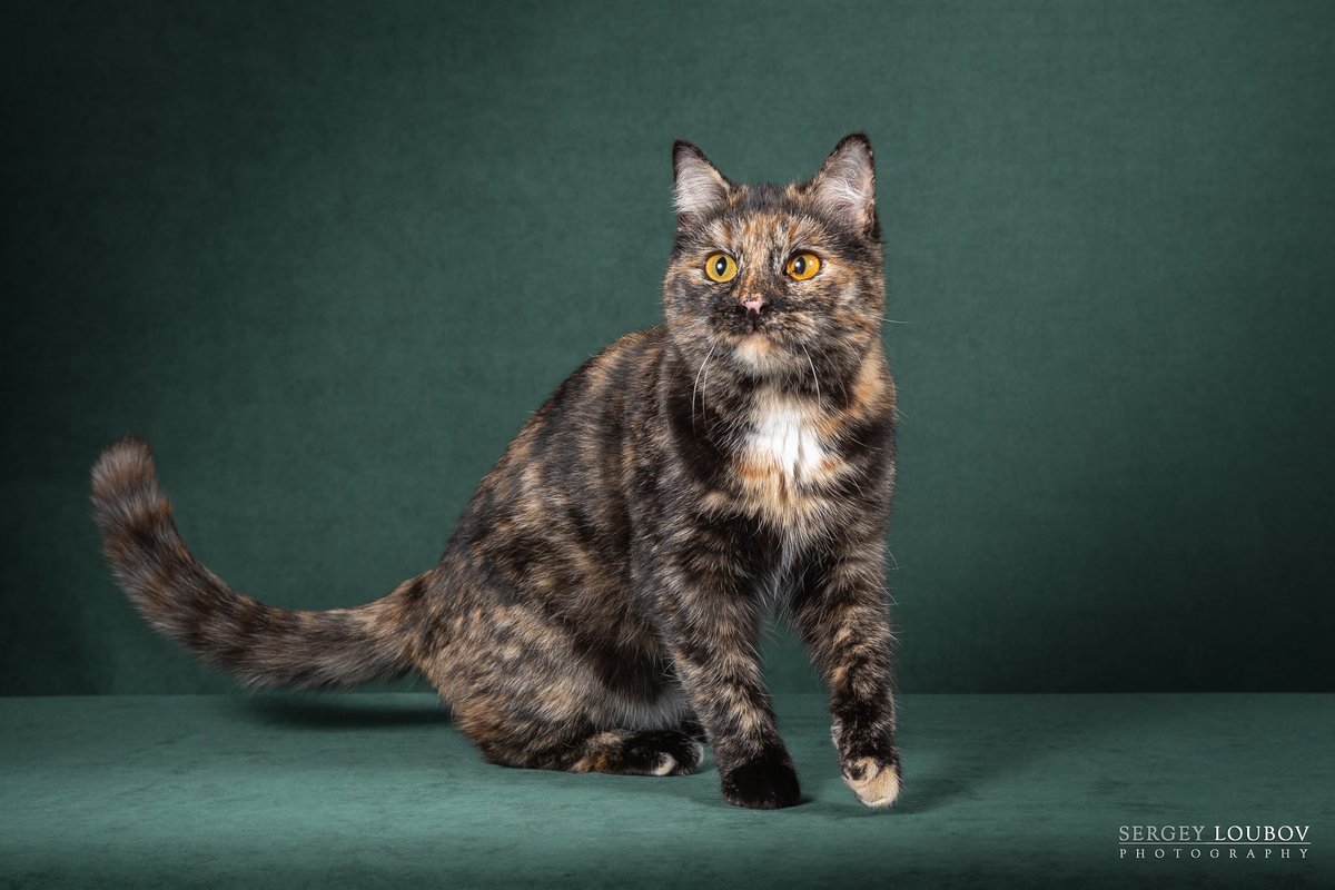 Zinaida Dachny Podarok