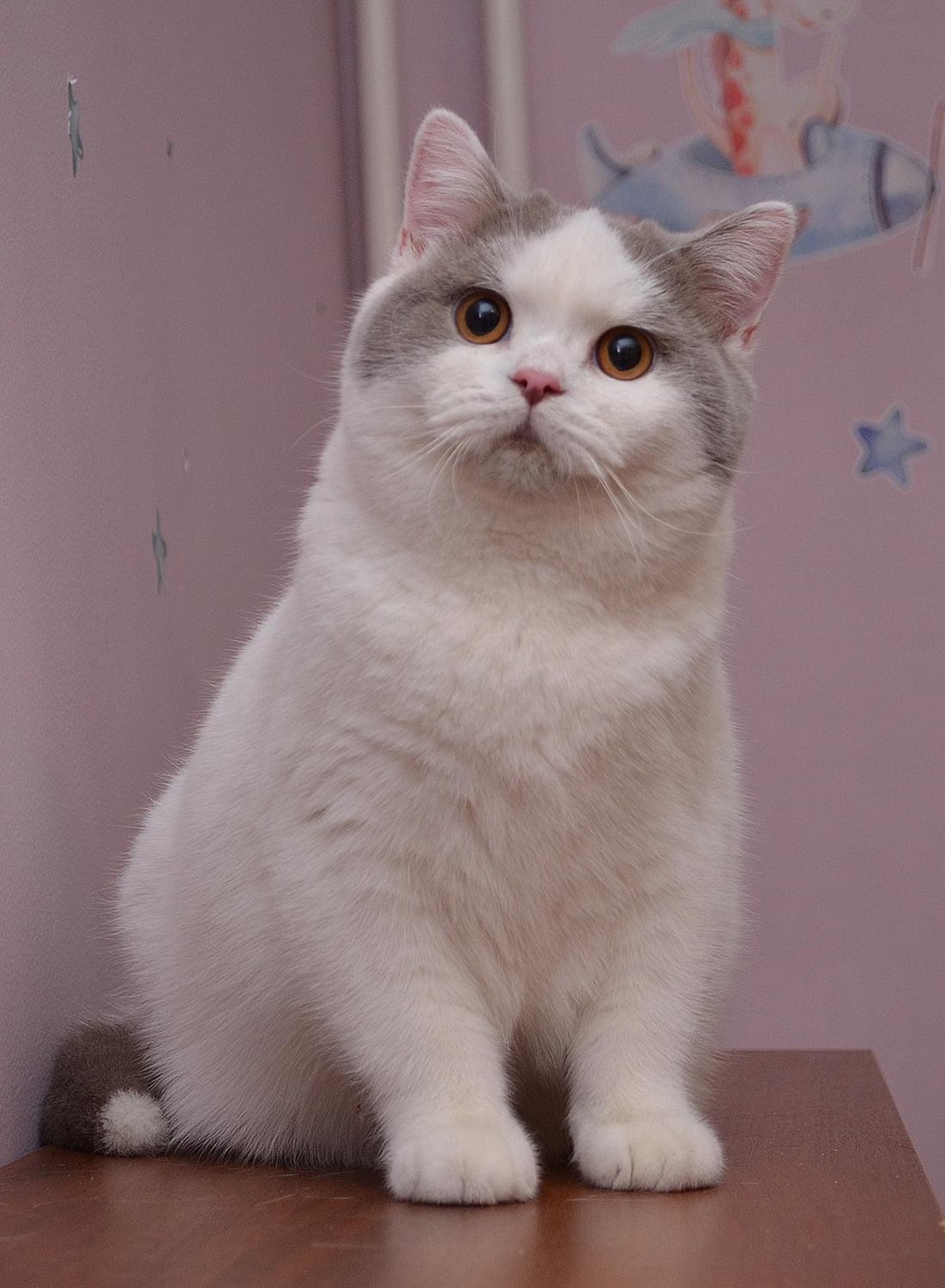 Katrin's Macavity