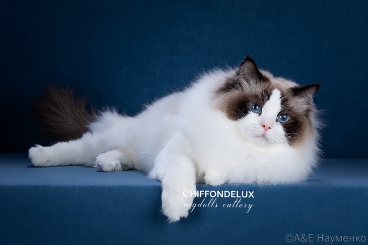 ICH. Cheri Chiffondelux