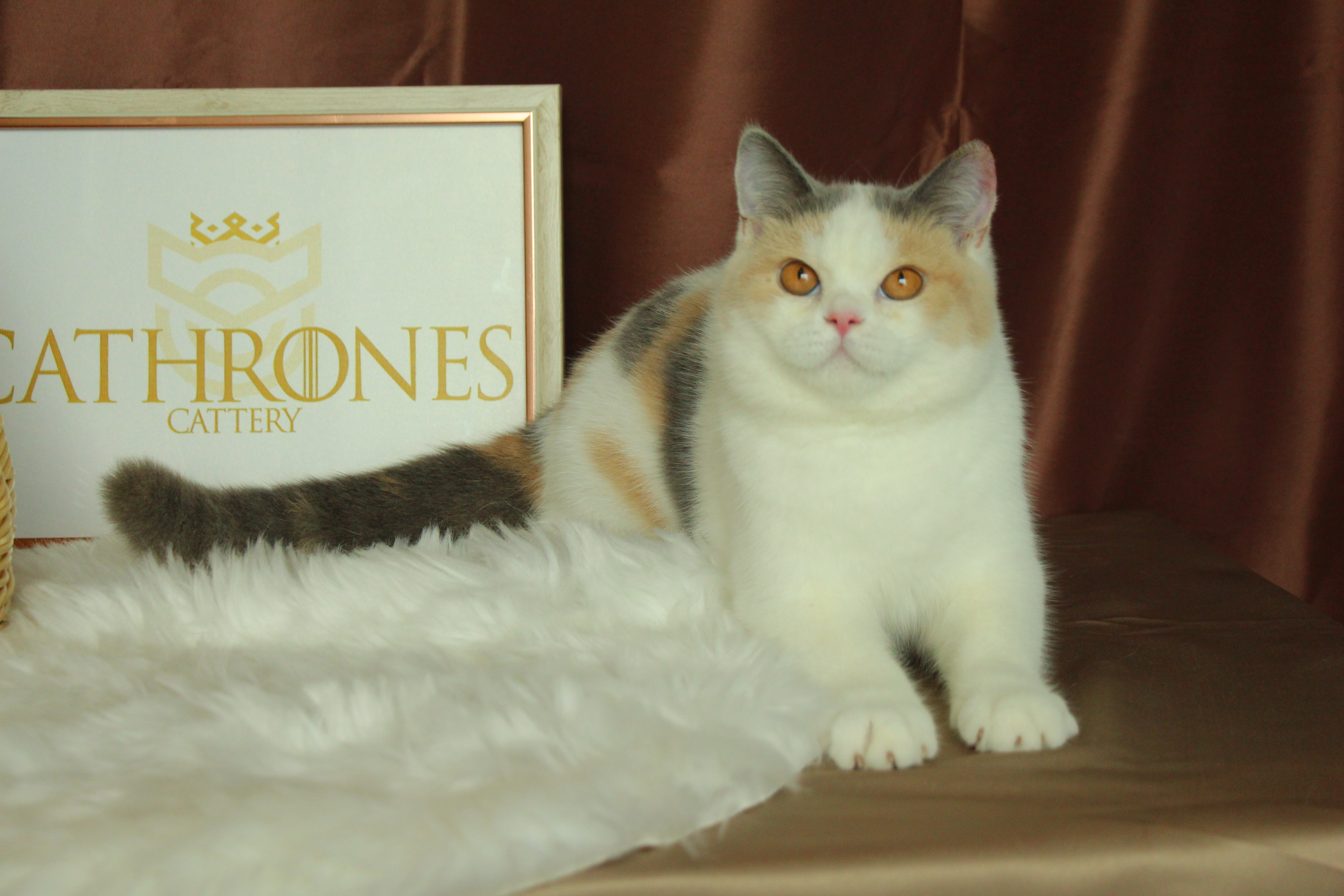 Jasmine Rose Cathrones