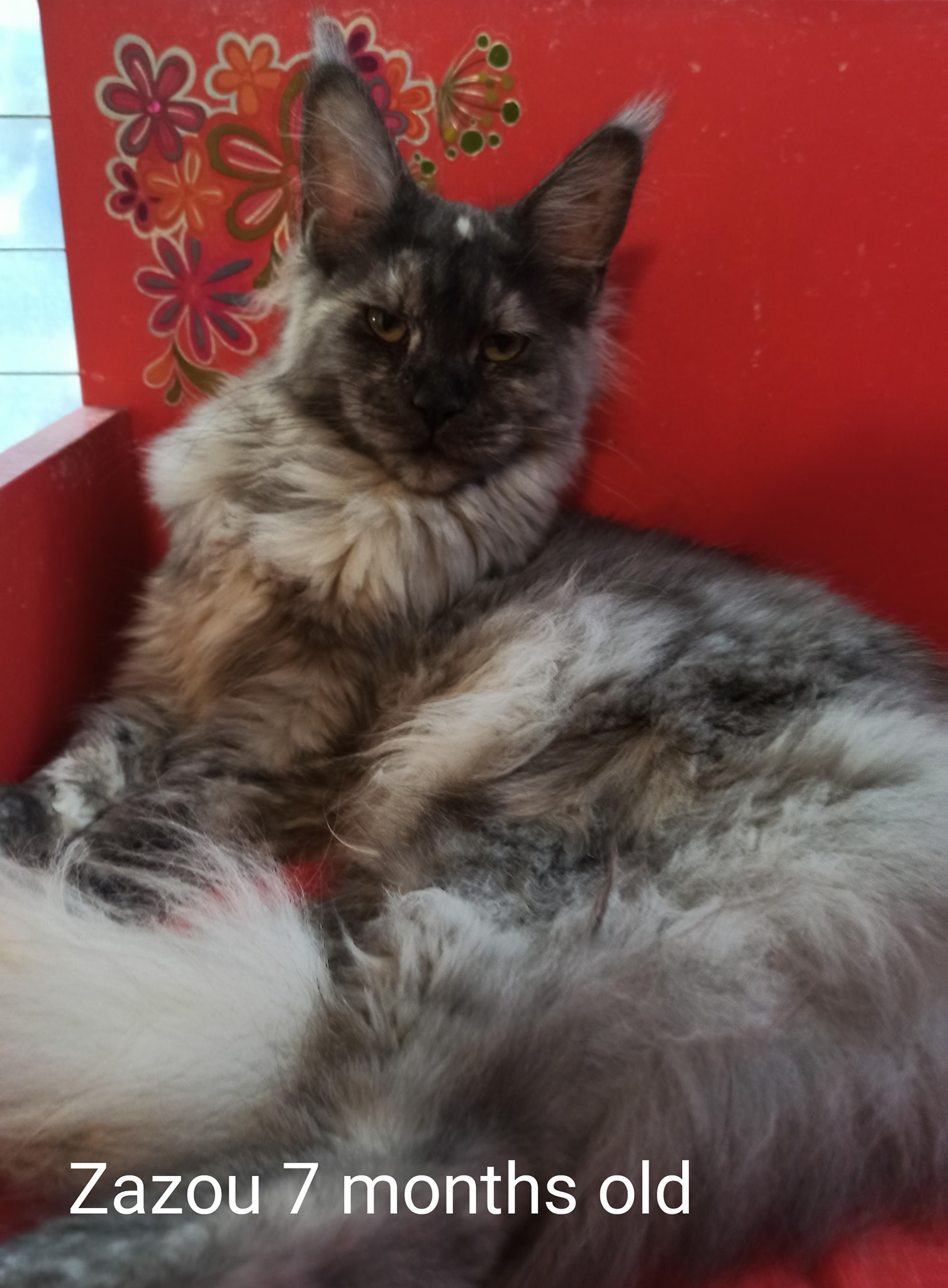 CH. NEKTARCATS ZAZOO