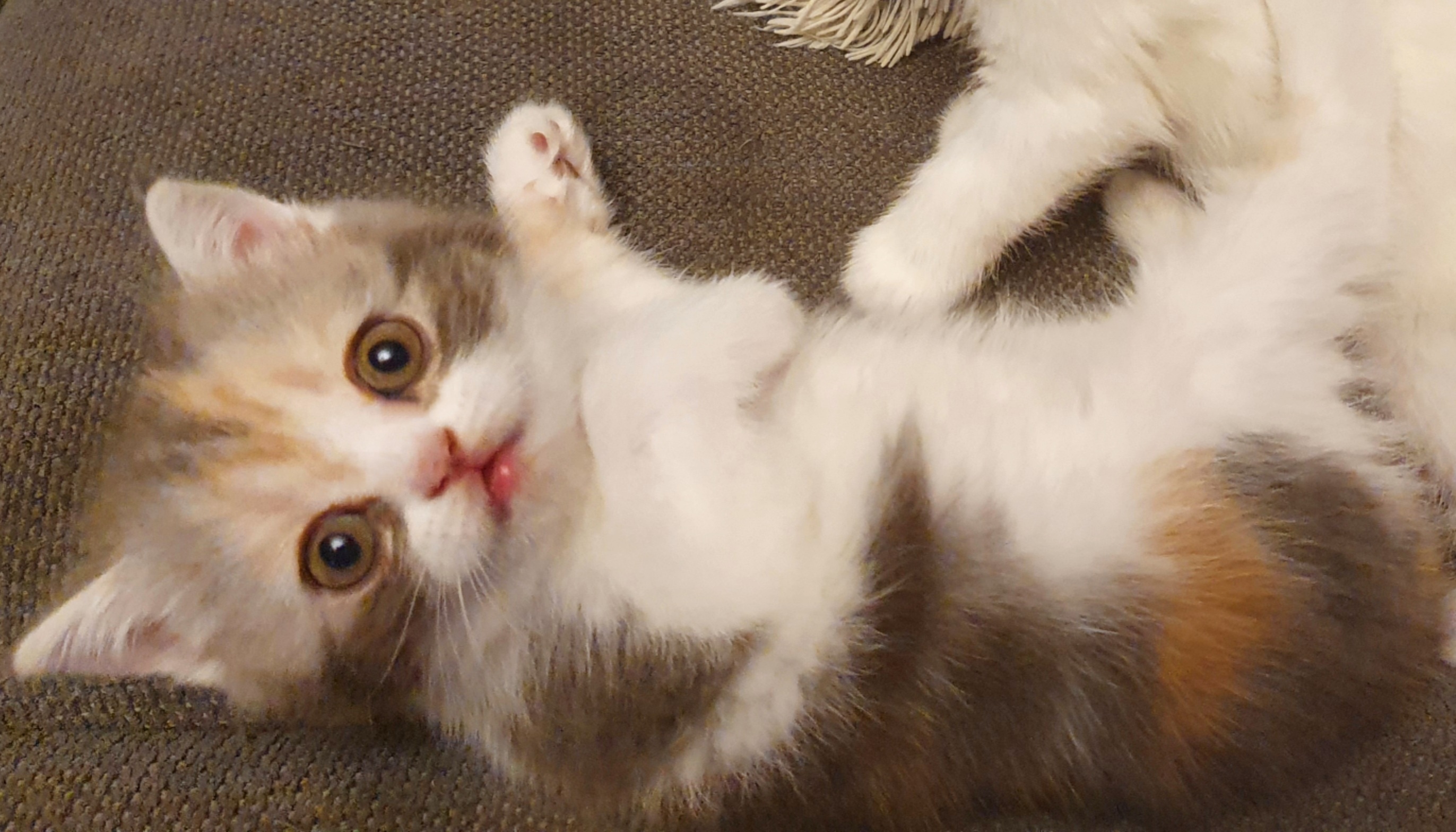 Spotty Park Eleonore