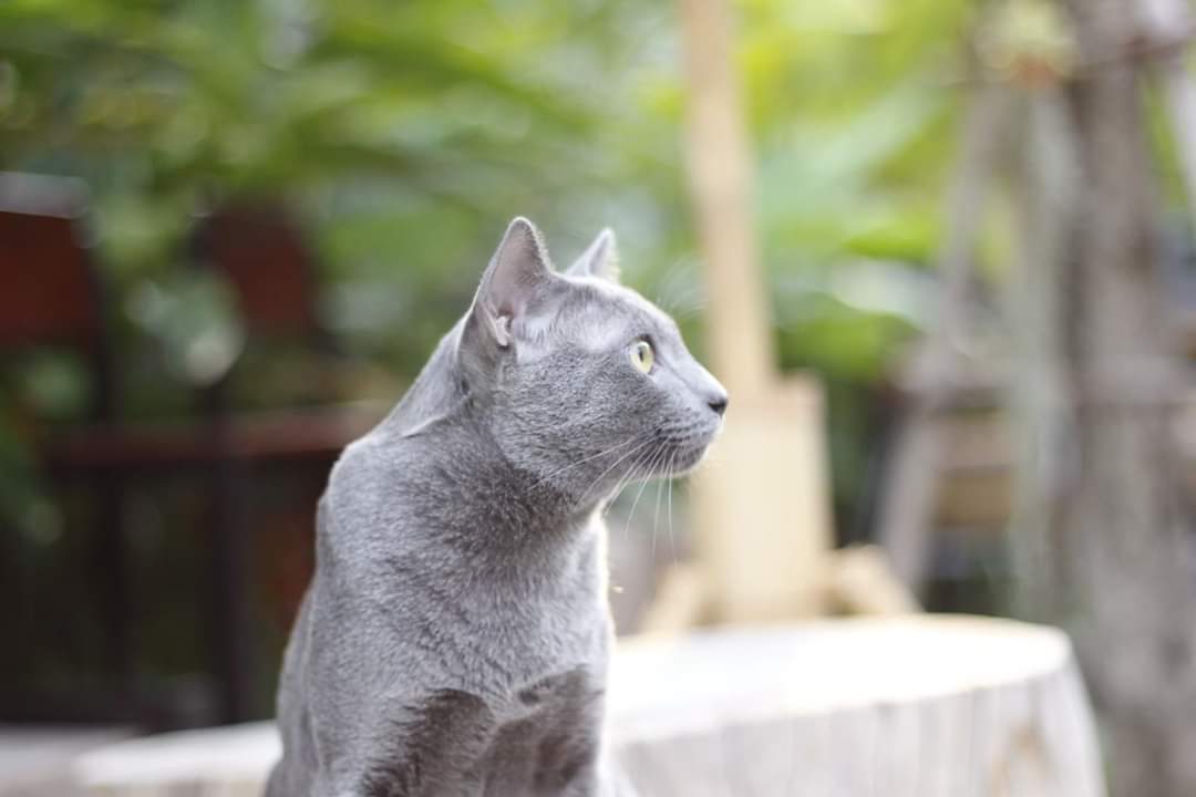 Pitt of Yosakrai