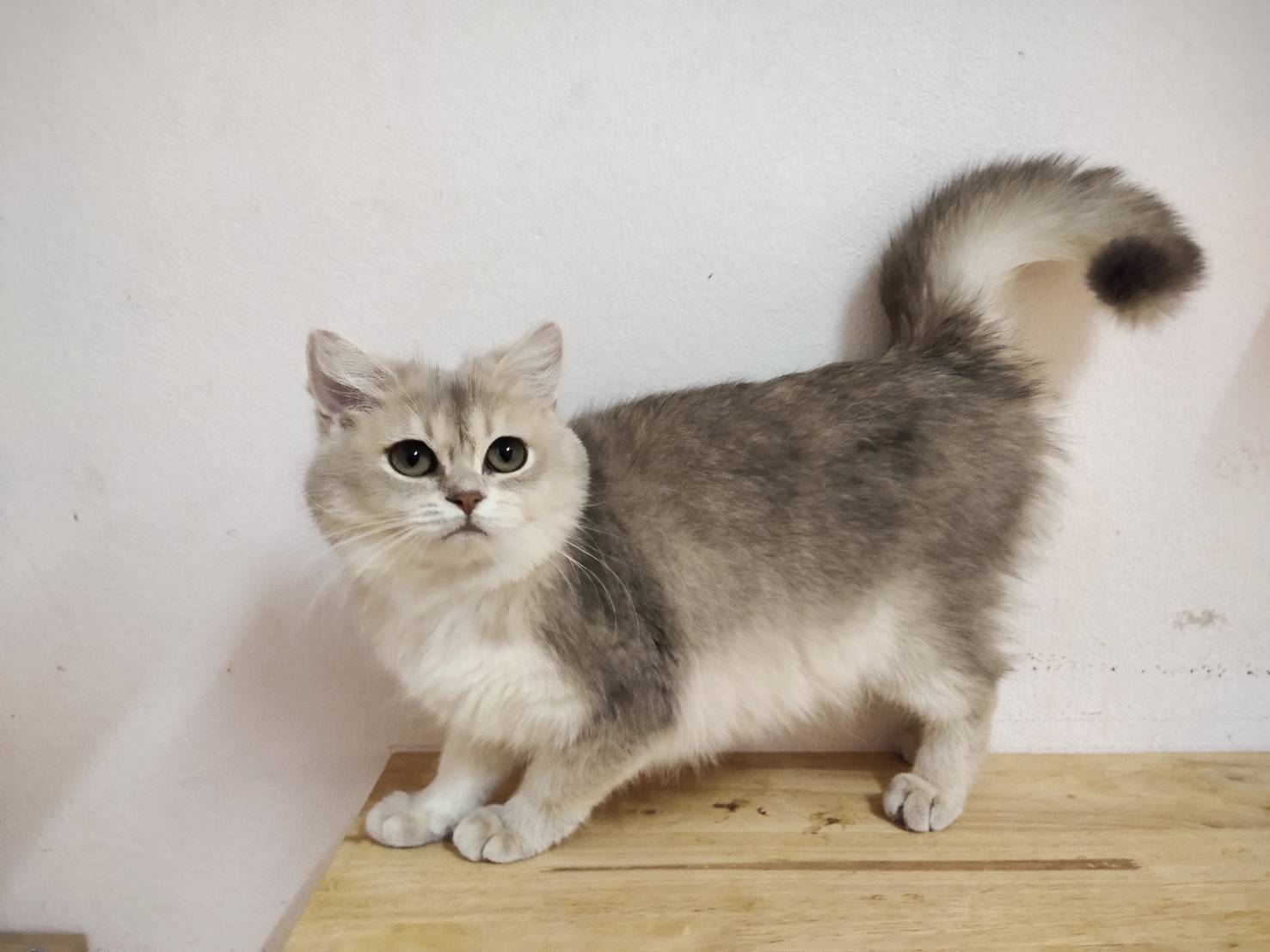 CH Wlastelina Celebrity Cat