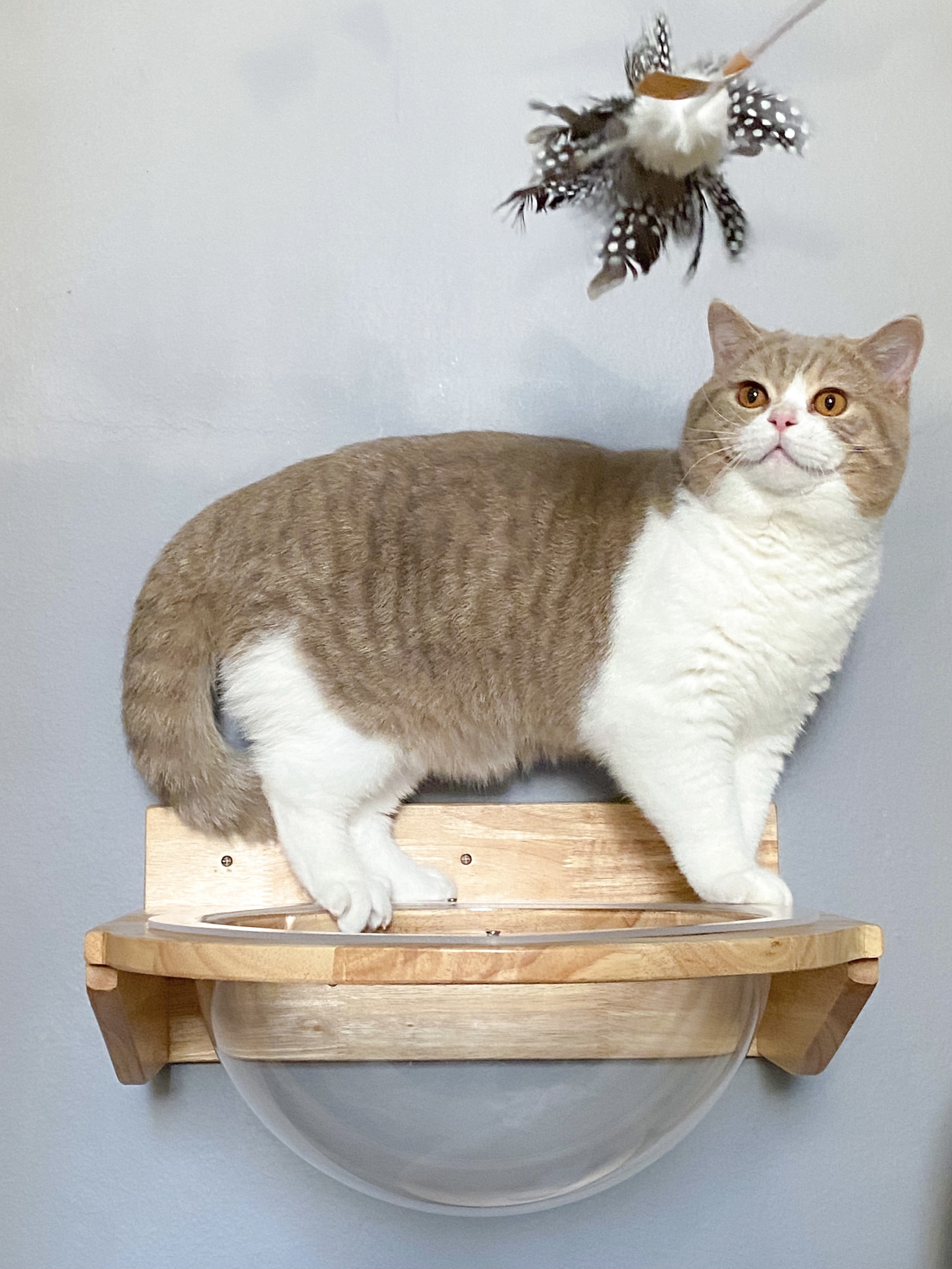 The Lion Korat's Humper