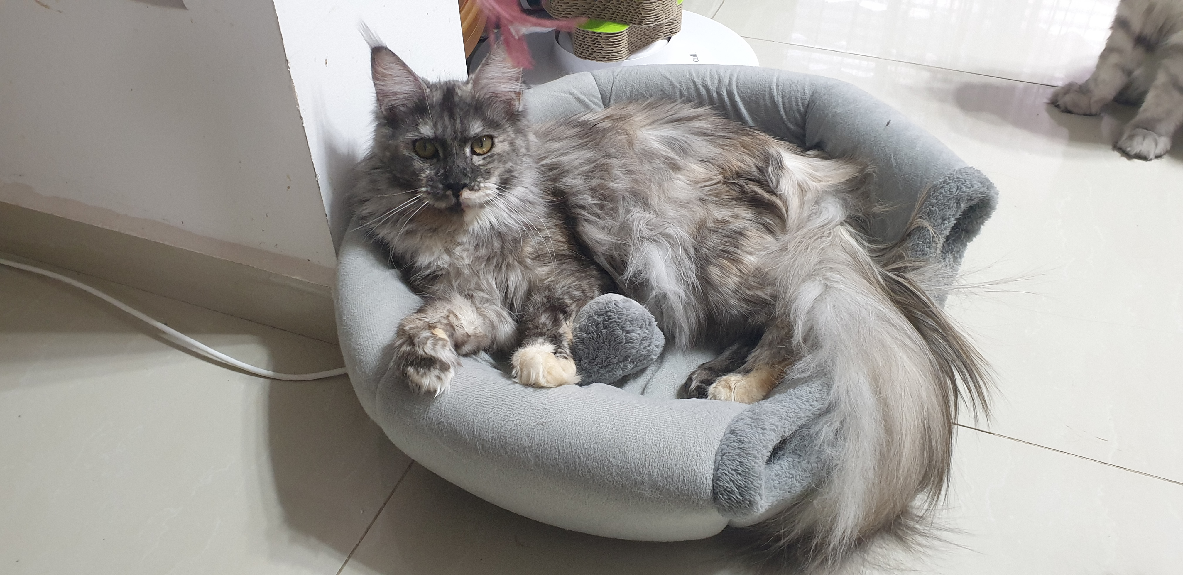 E*DACOTA Gracia FELINA *kz