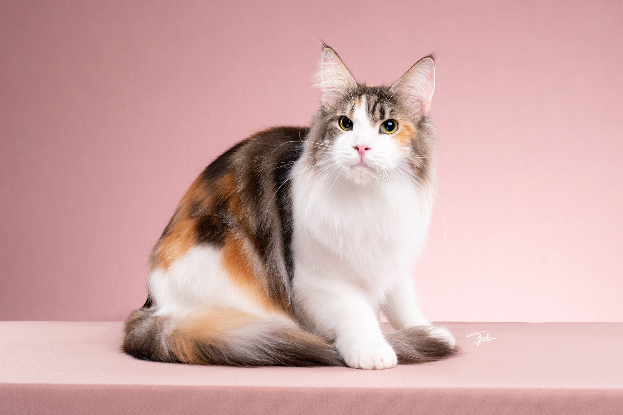 TigerCoonCat Bebe Rexha