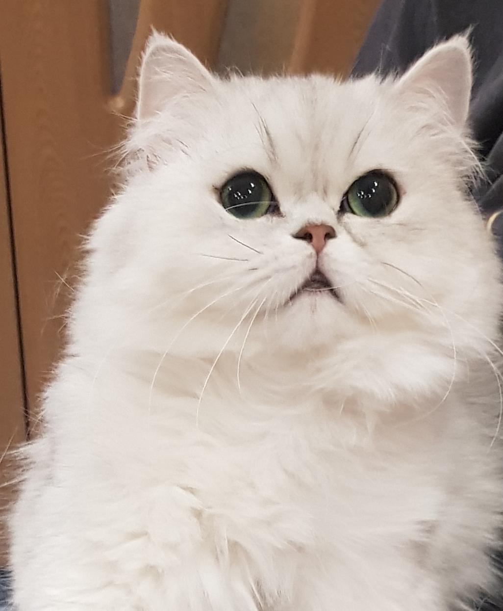 CH. Chat D'elyse Cleo D'esert