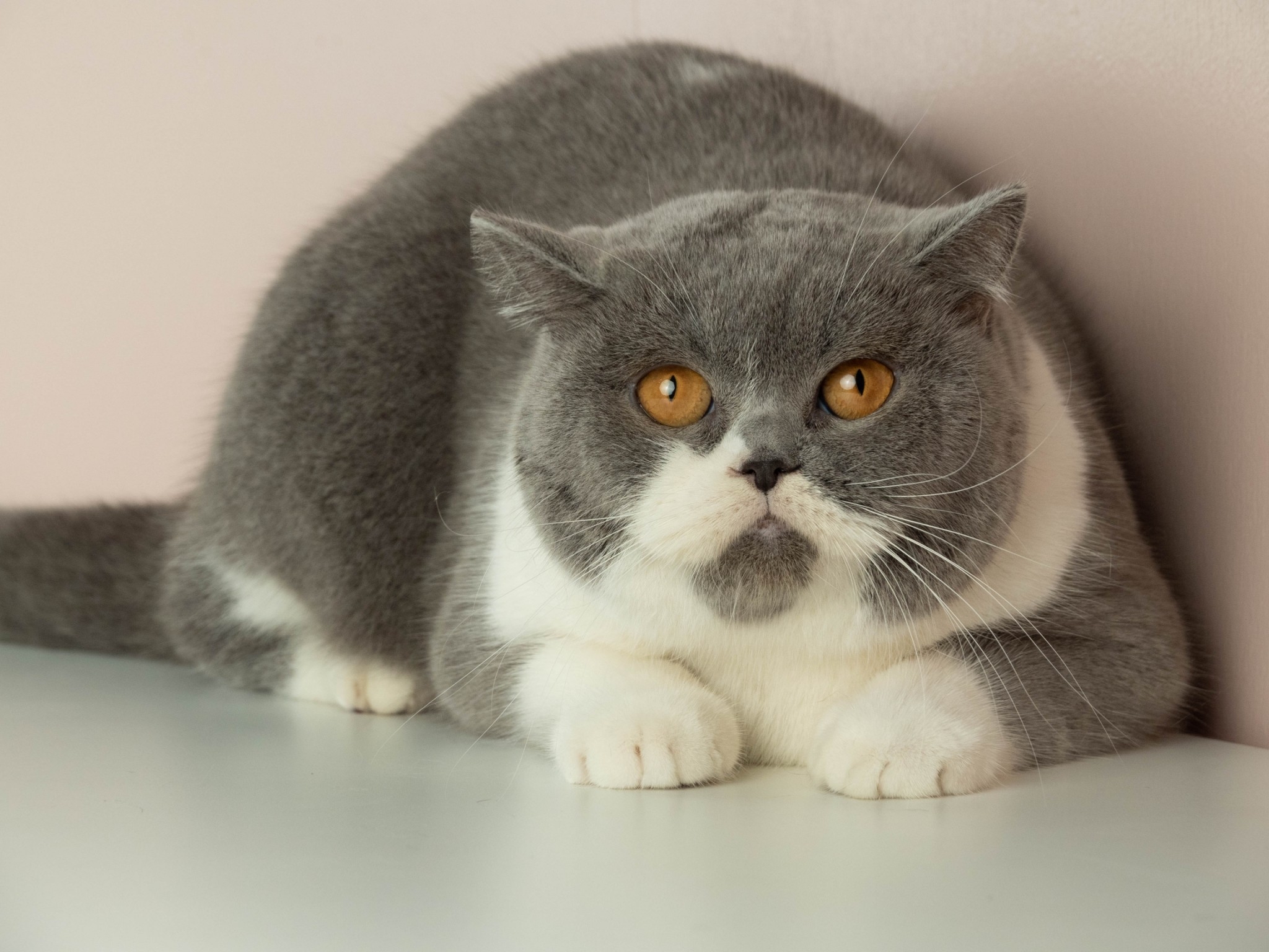 CH. Purr Castle's Cabana