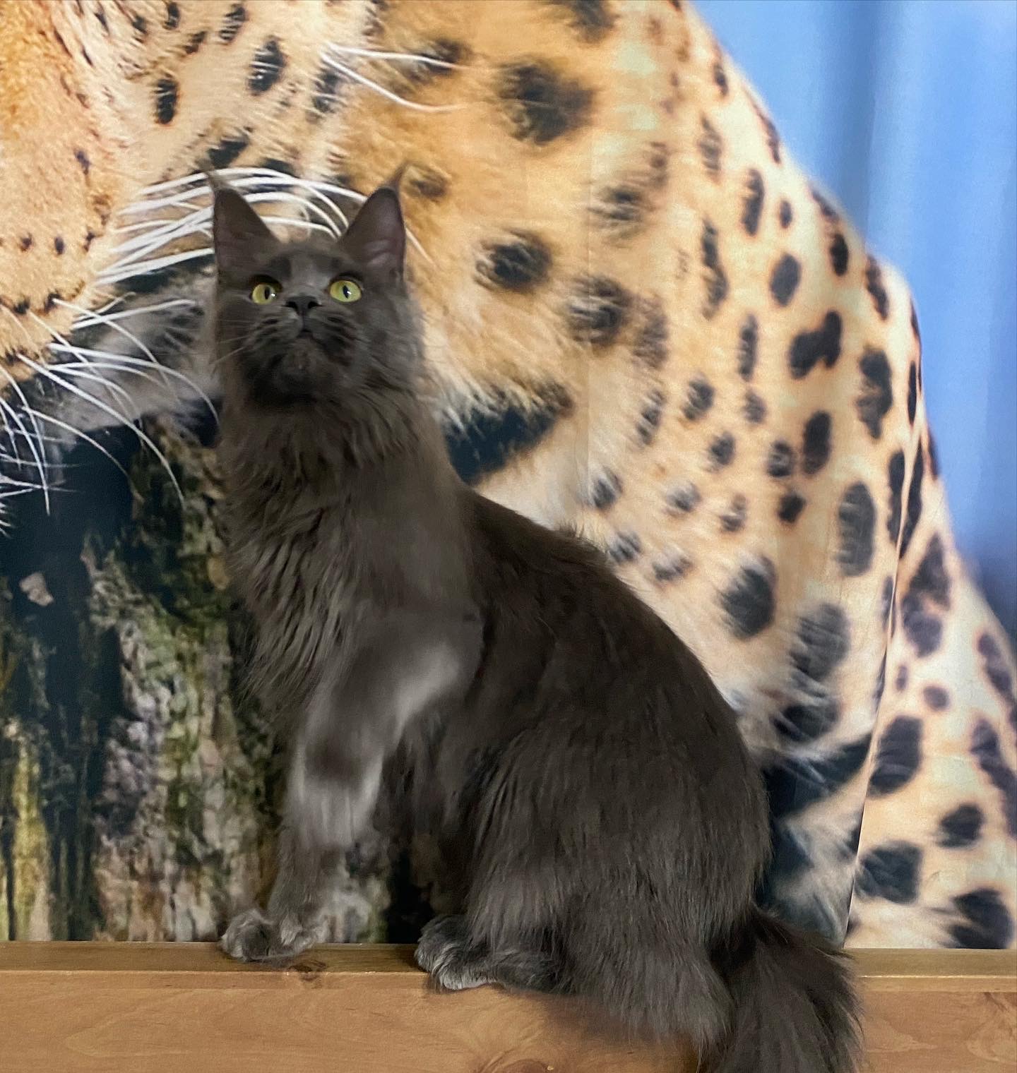 Tsushima Island Fialka