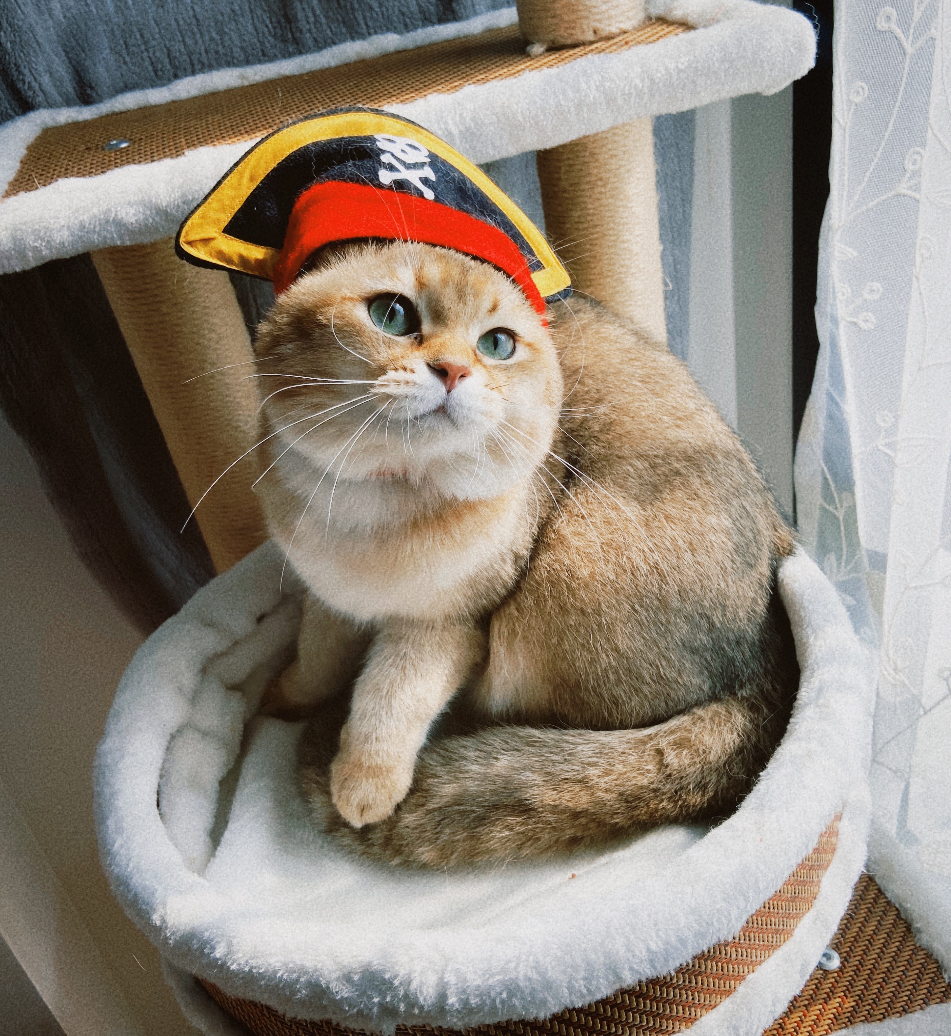 CH. Golden bless’s Roger