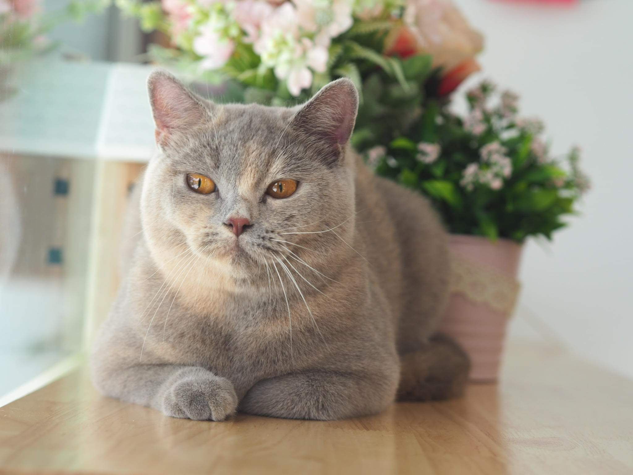 CH. Little Sweet Family's Freyja