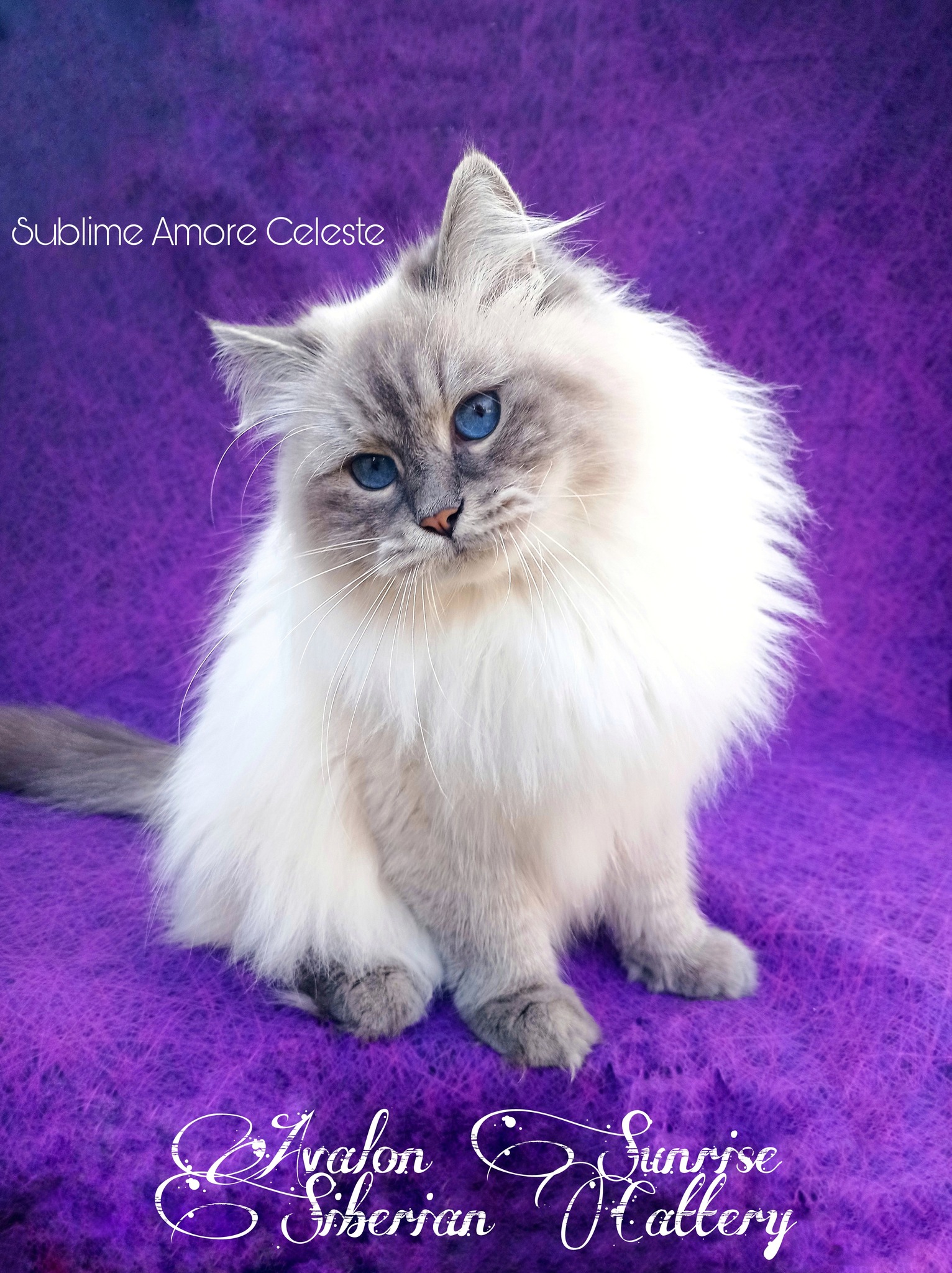 ICH. SUBLIME AMORE CELESTE OF AVALON SUNRISE