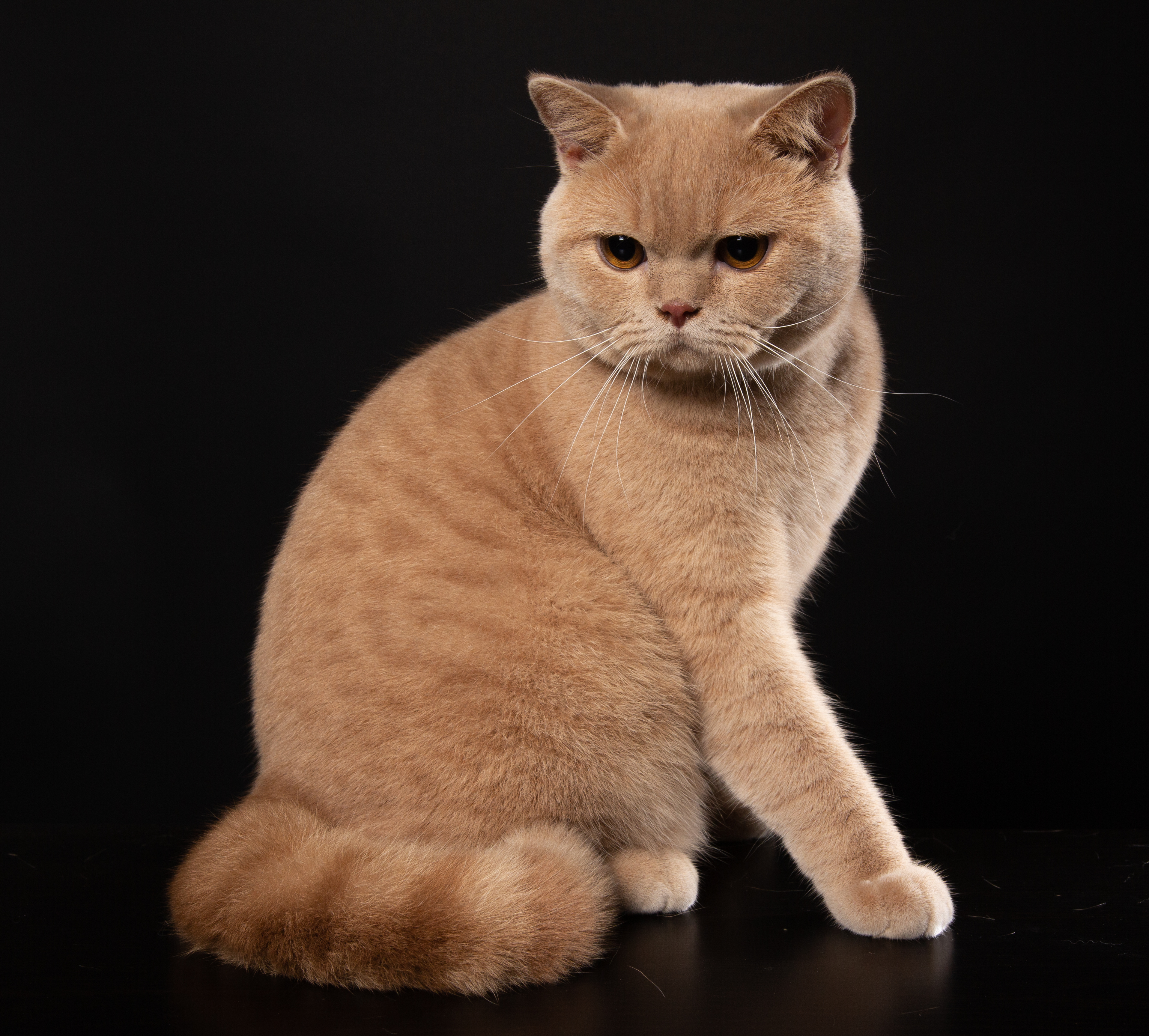 CH. Nevir by Regashi Cattery