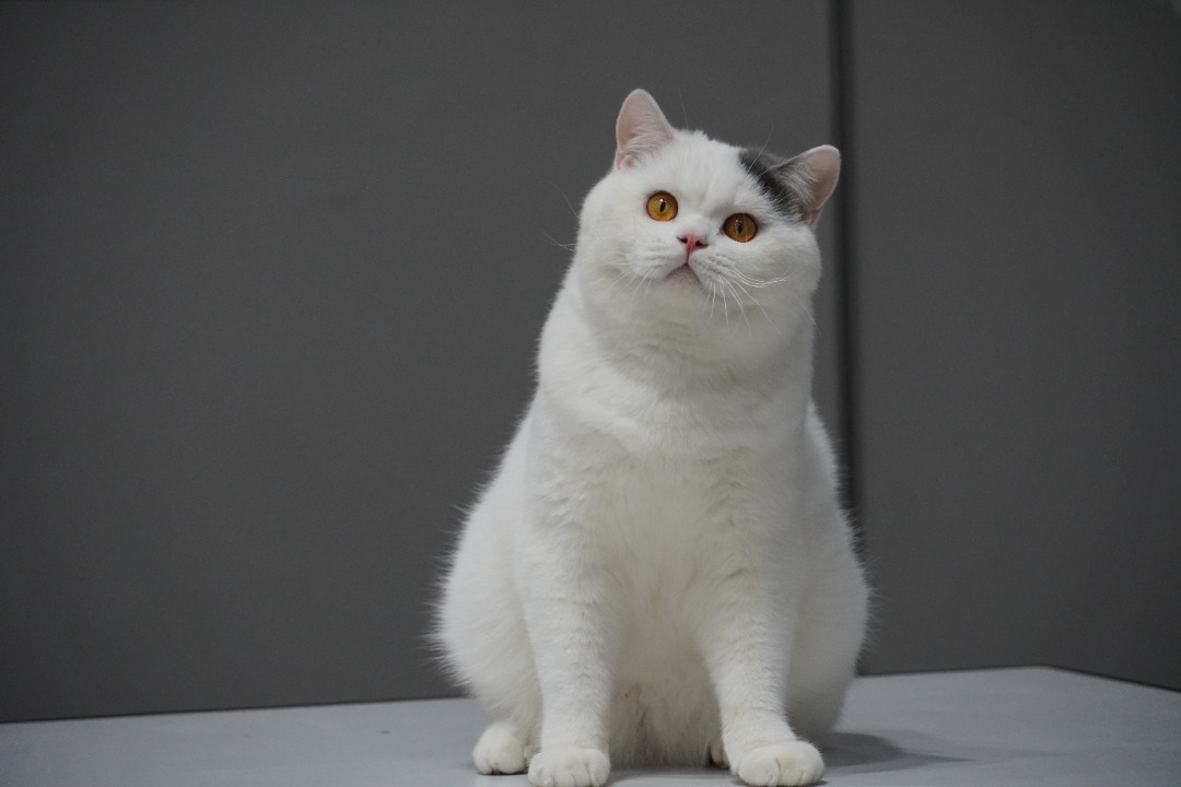 CH. Rockey Baby Bao Bei