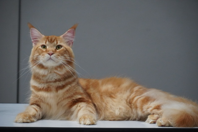 CH. CIKU-KIWI KING ASLAN OF CAREBEAR