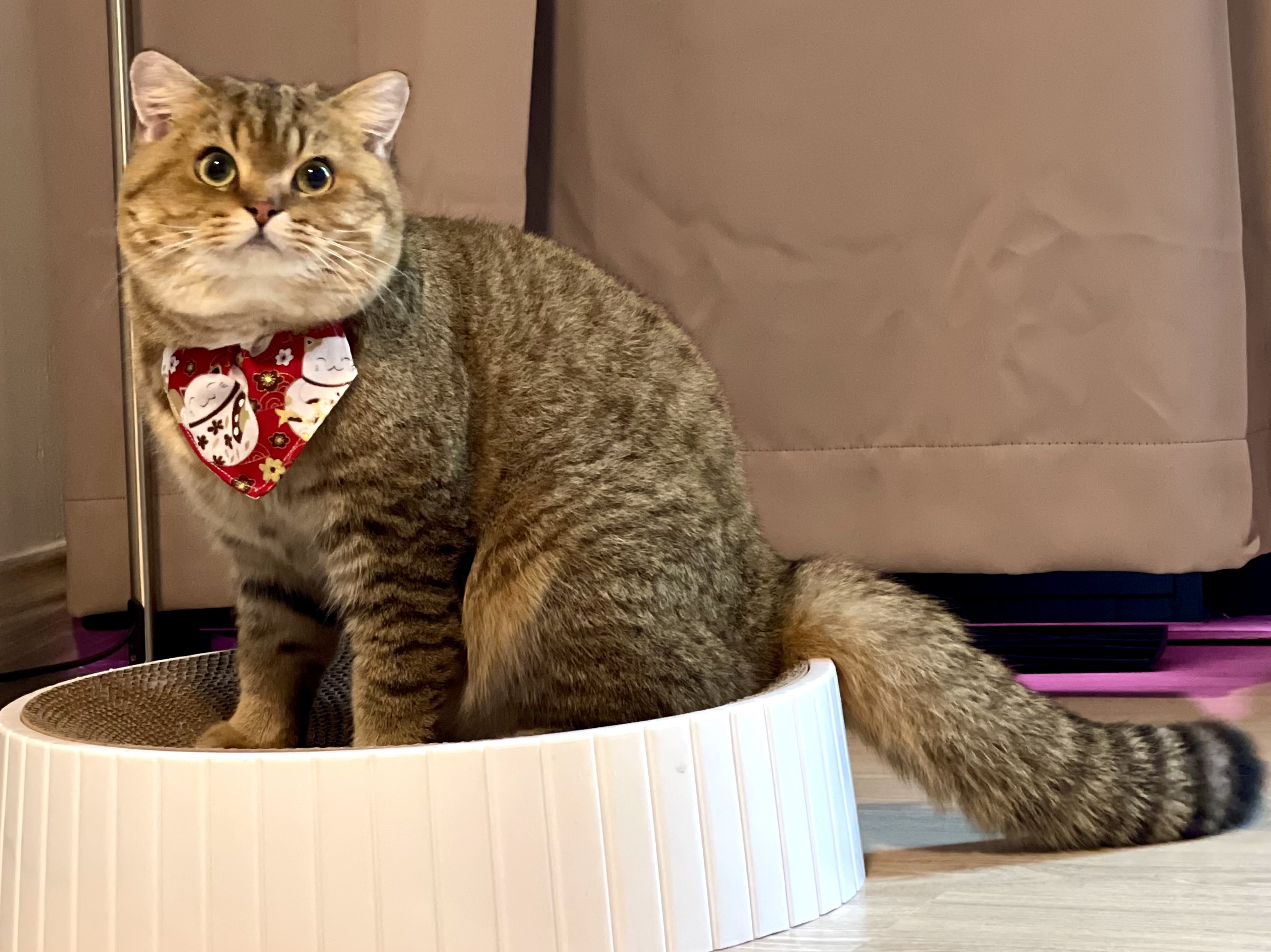 Aundrie of Golden MerryLand