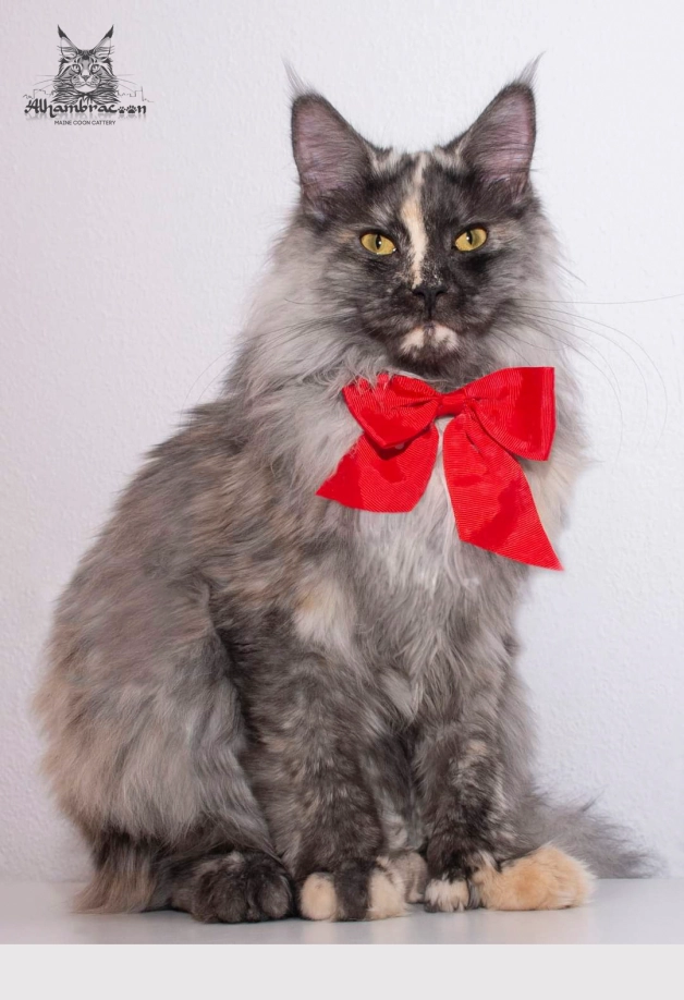 CH. Moon’s Lullaby’s S’Paris Julie P