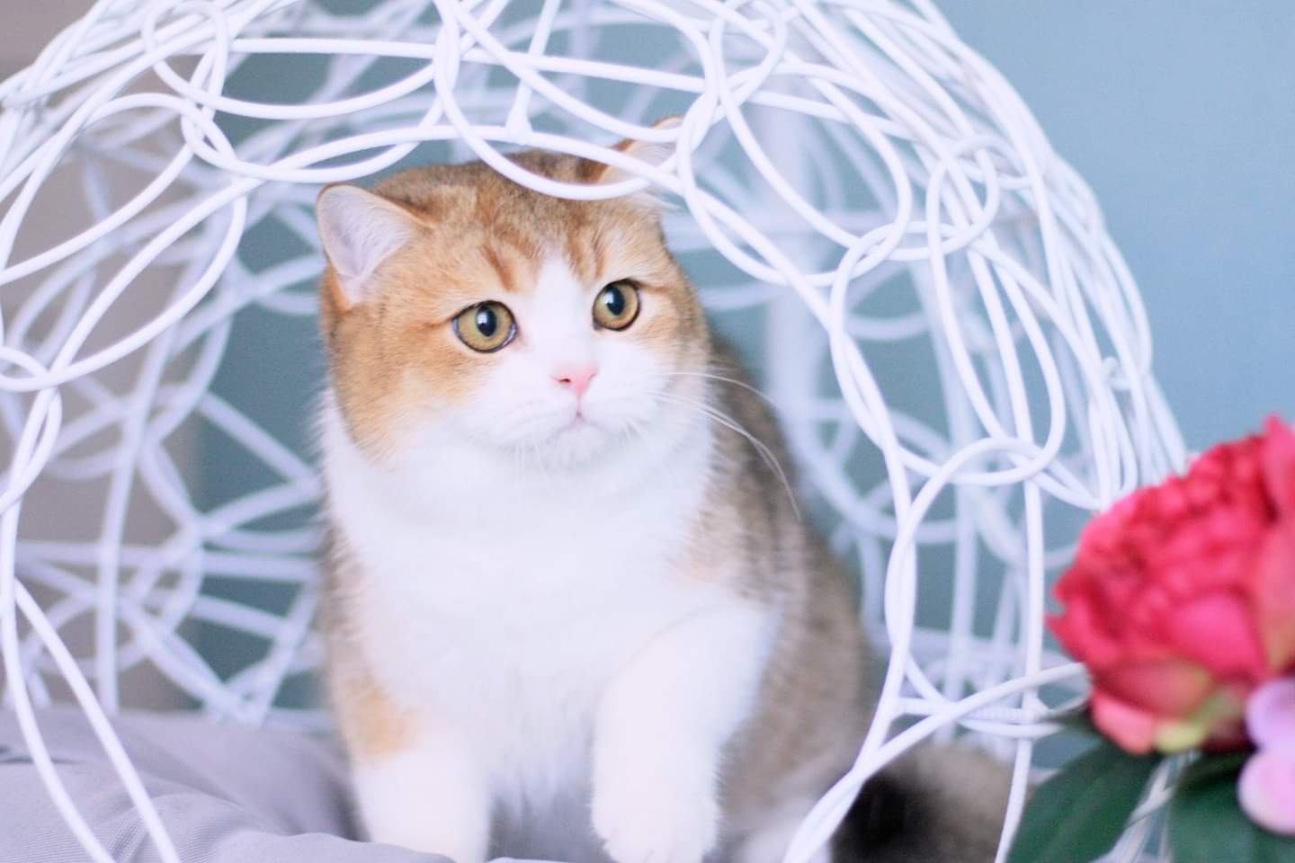 CH. Ahnentafel Für EL'IDT Marvel*DE