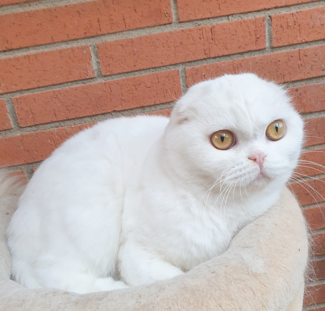 LUXURY*PRIM FANTASTIKA