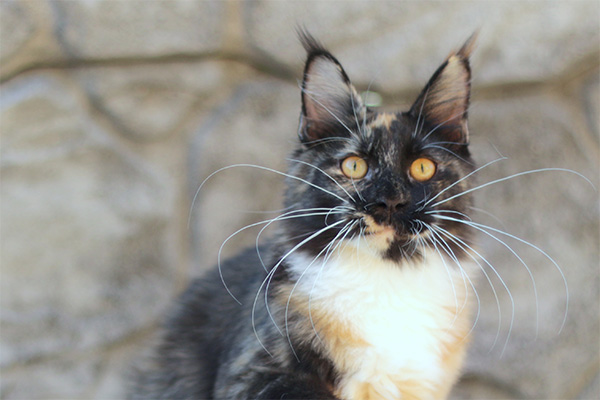 Legenda Benedictus Cattus