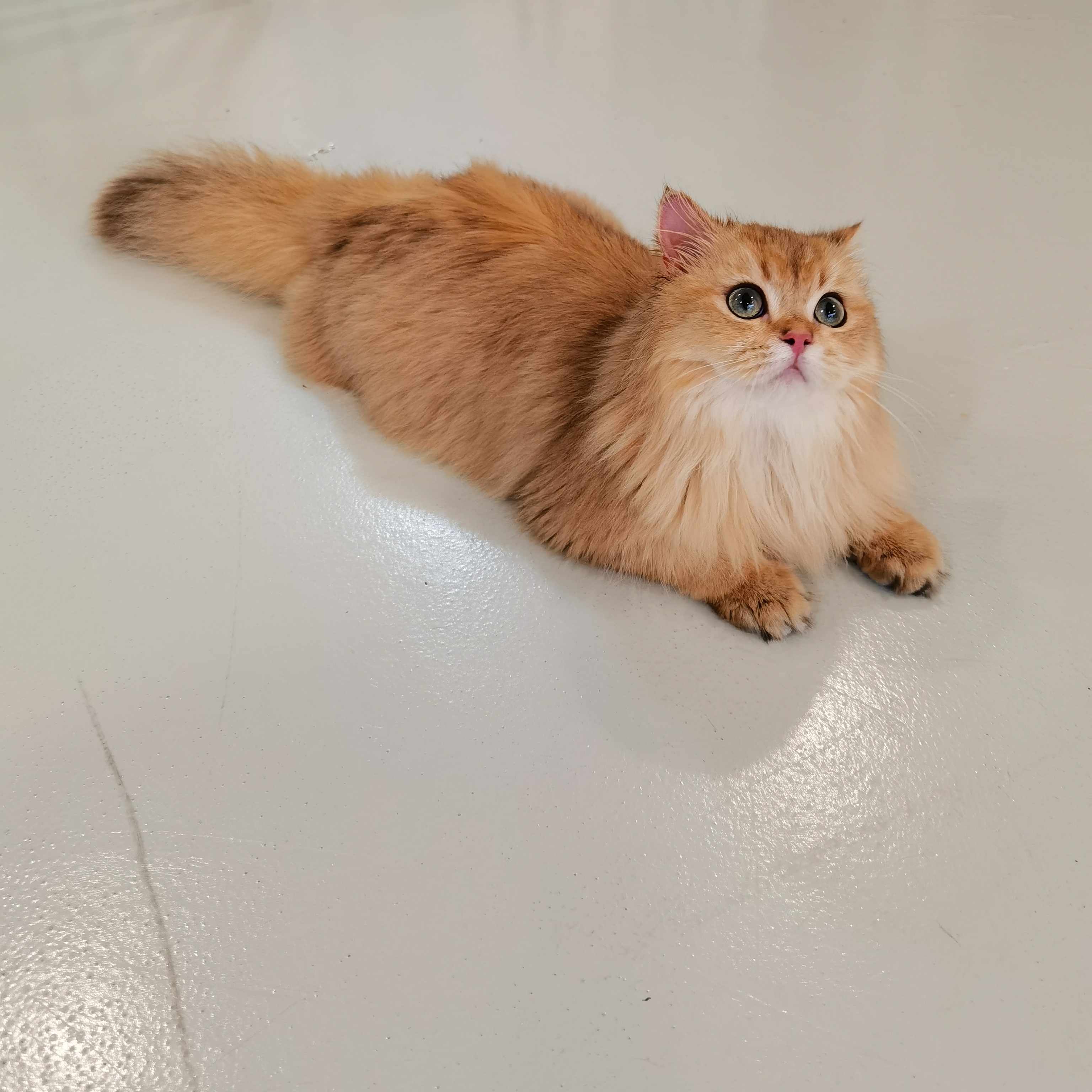 AIDEN OF KATALUNA MONDE
