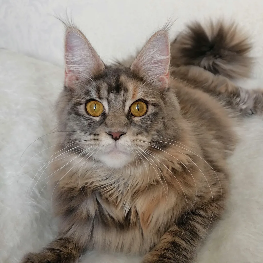 Unika Benedictus Cattus